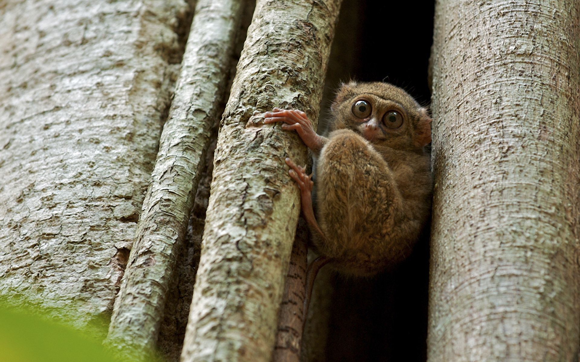 animals, wood, sit, tree, muzzle, eyes, tarsier images