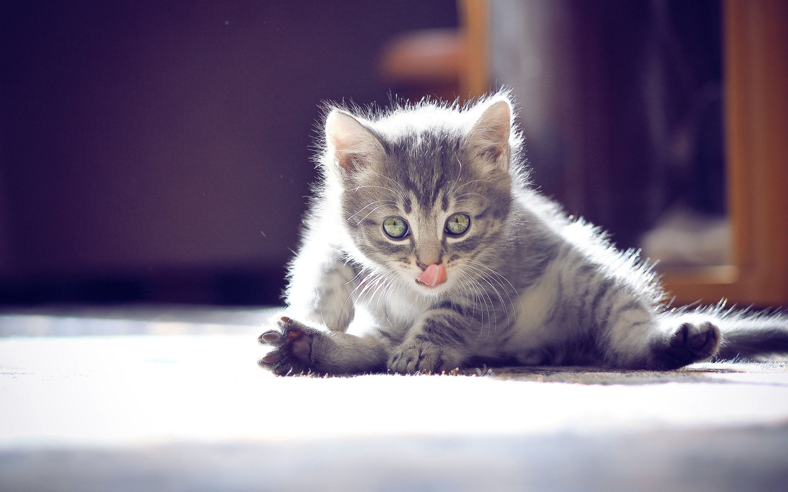 Download mobile wallpaper Sit, Muzzle, Kitty, Playful, Kitten, Animals for free.