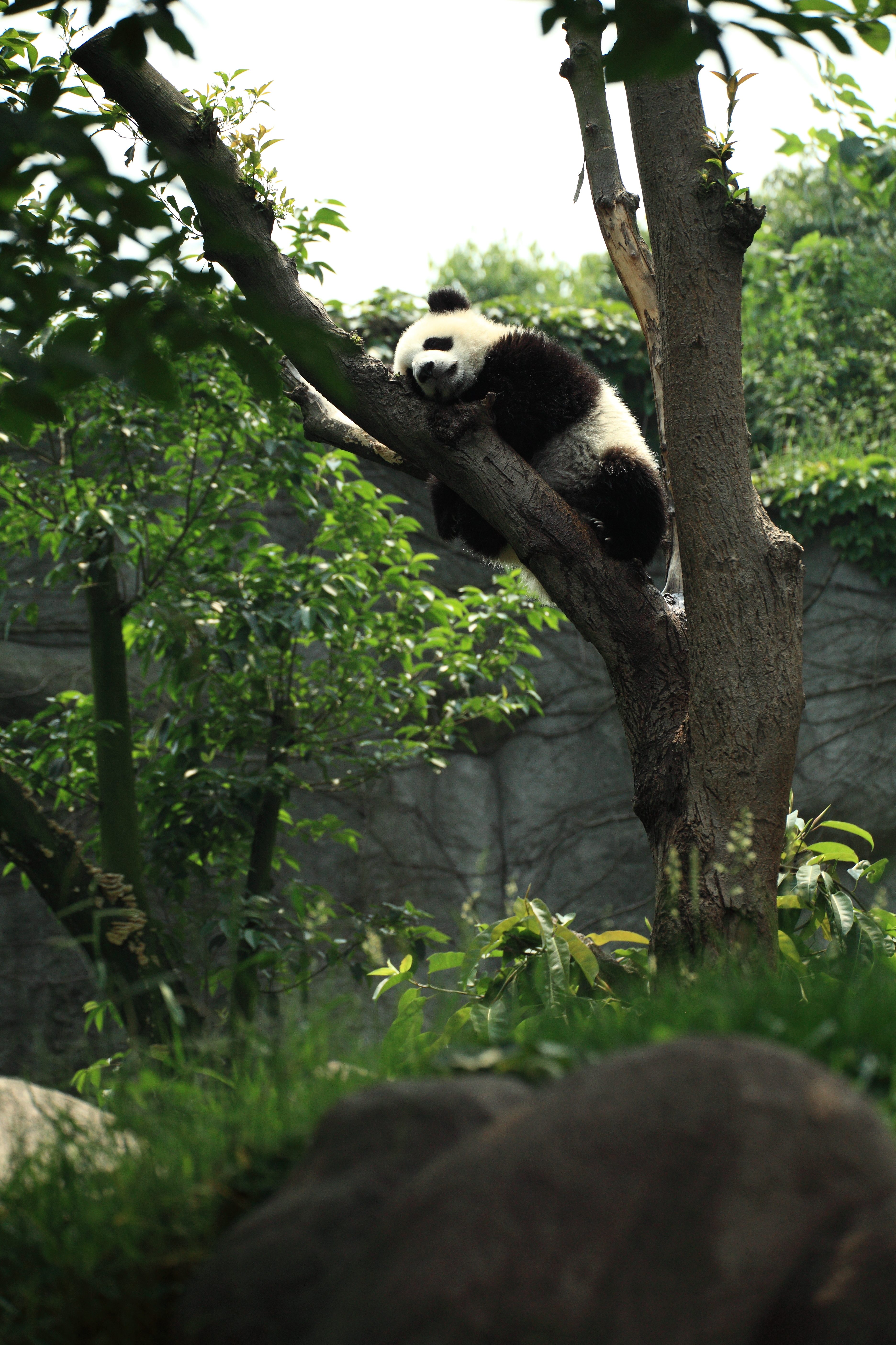 84887 скачать обои панда, животные, дерево, сон - заставки и картинки бесплатно