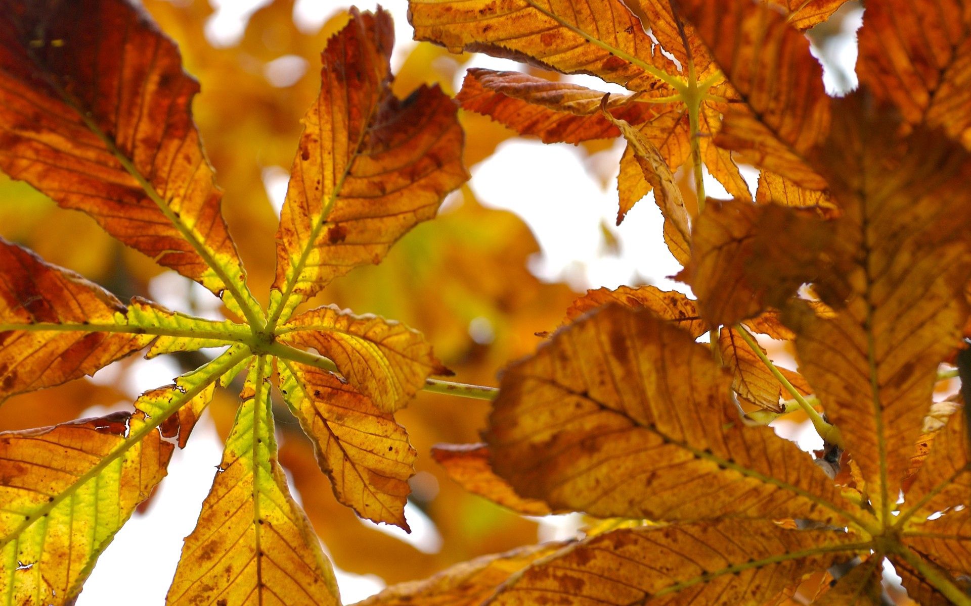 nature, autumn, leaves, yellow, chestnut