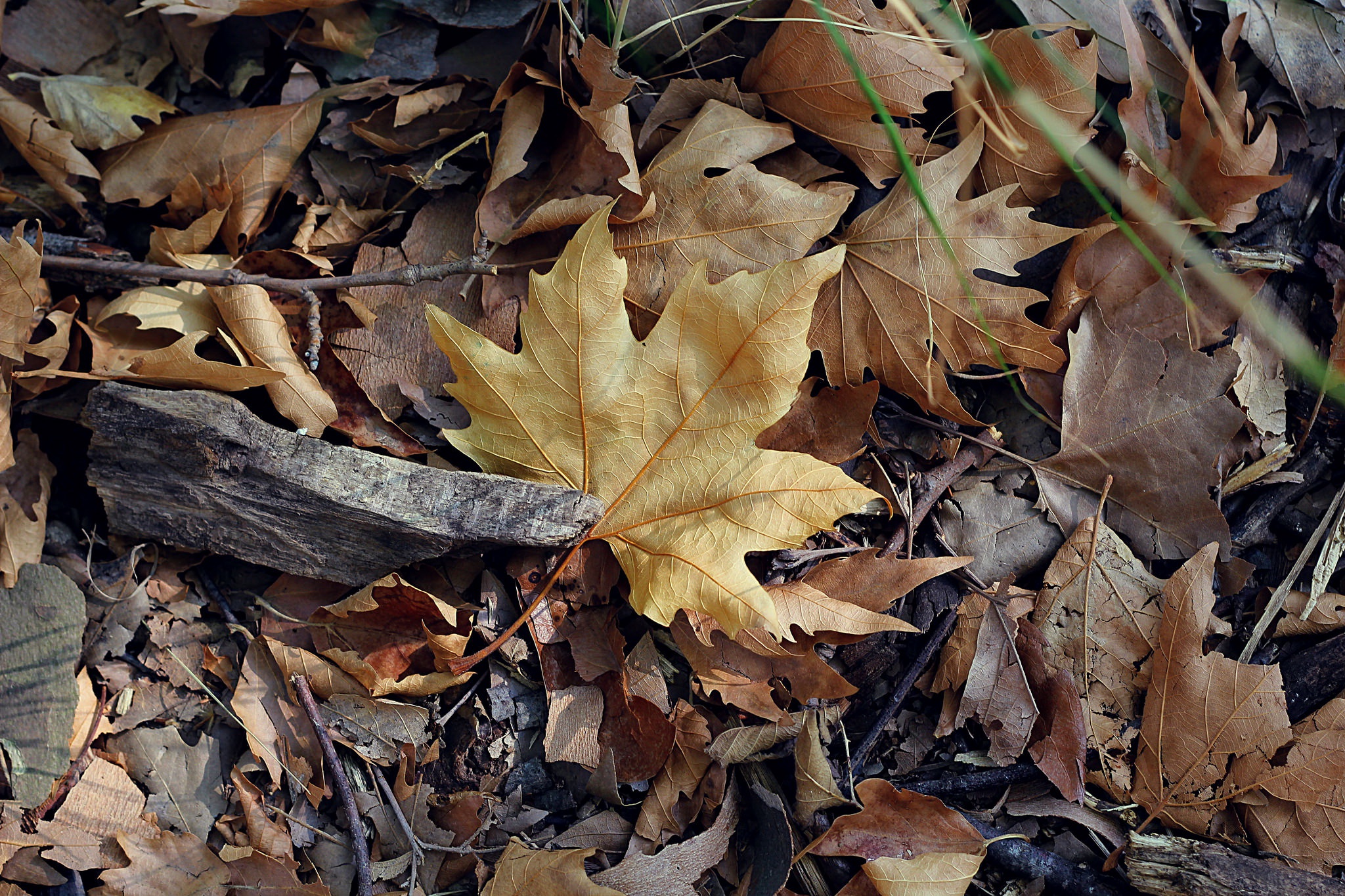 Download mobile wallpaper Nature, Close Up, Leaf, Earth for free.