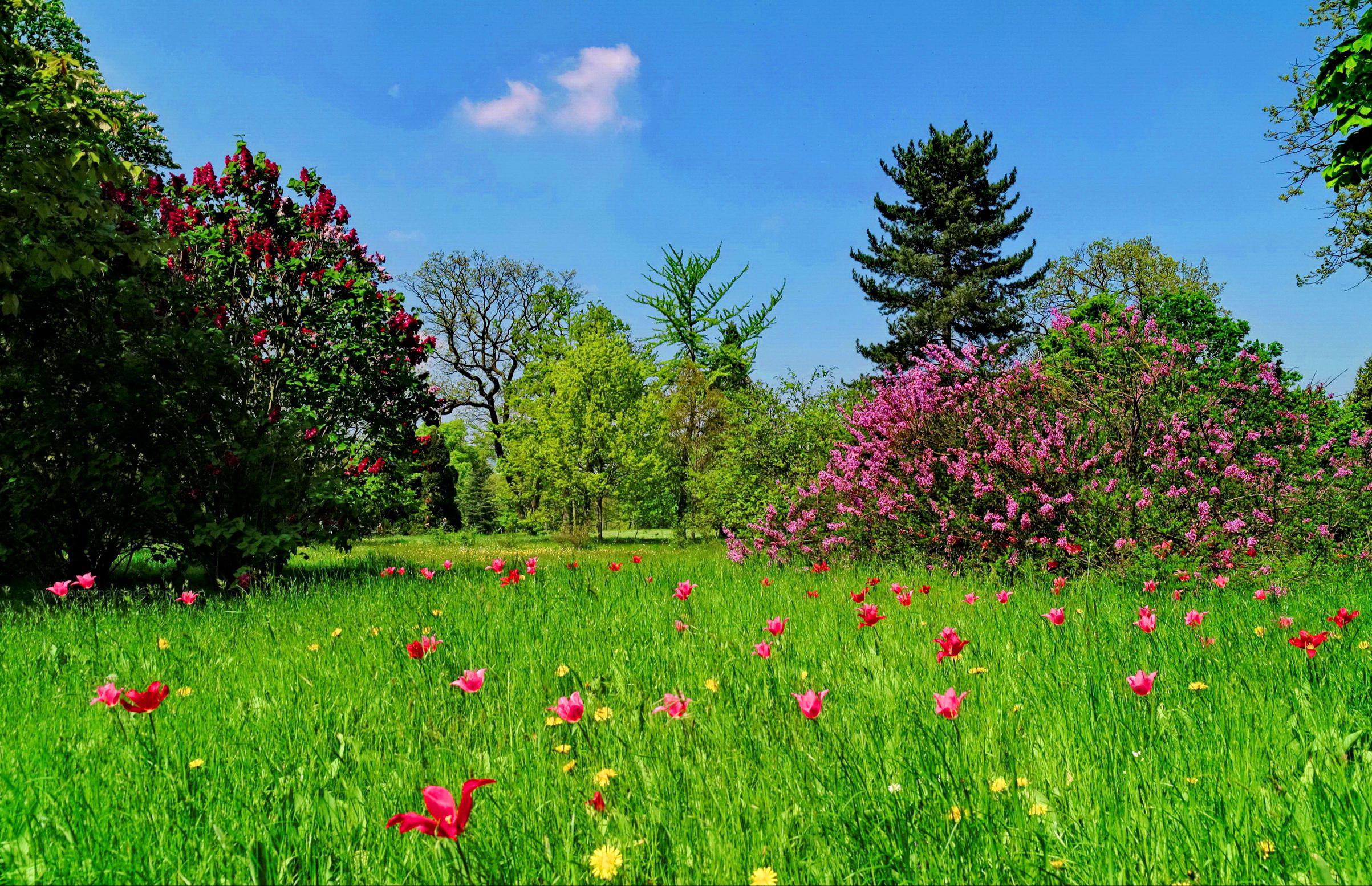 Скачать обои бесплатно Цветок, Дерево, Поле, Весна, Земля/природа картинка на рабочий стол ПК