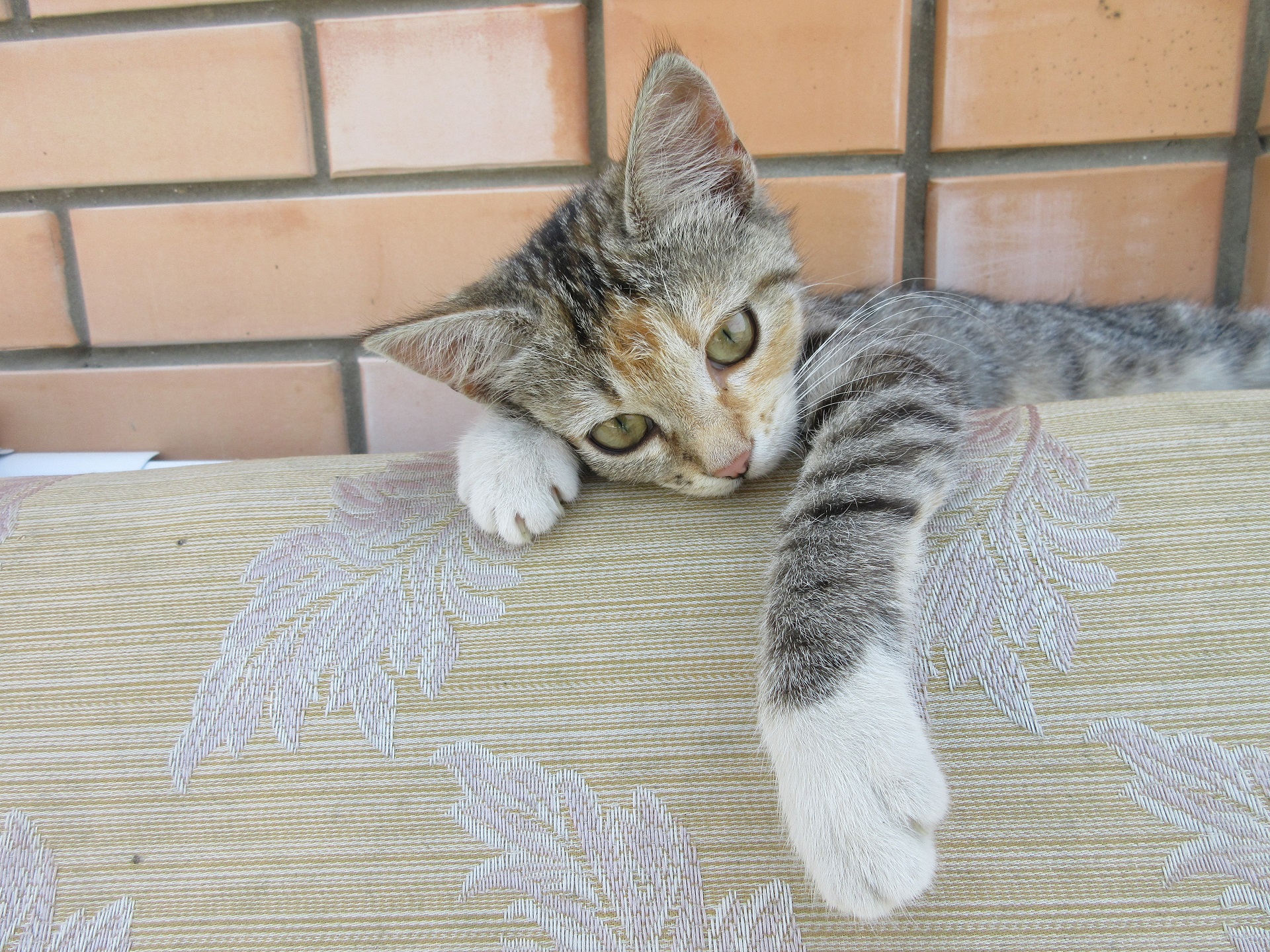 Baixe gratuitamente a imagem Animais, Gatos, Gato na área de trabalho do seu PC