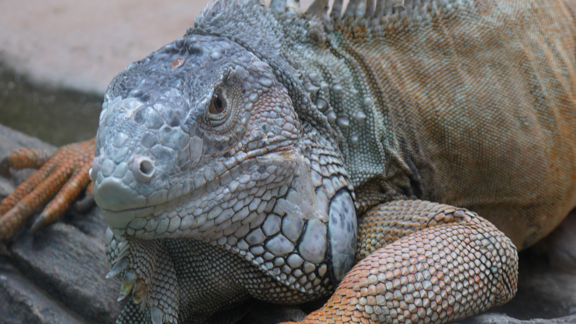 201062 descargar fondo de pantalla animales, iguana, lagarto, reptiles: protectores de pantalla e imágenes gratis
