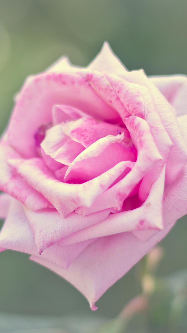 Download mobile wallpaper Nature, Flowers, Flower, Rose, Close Up, Earth, Bokeh, Pink Flower for free.