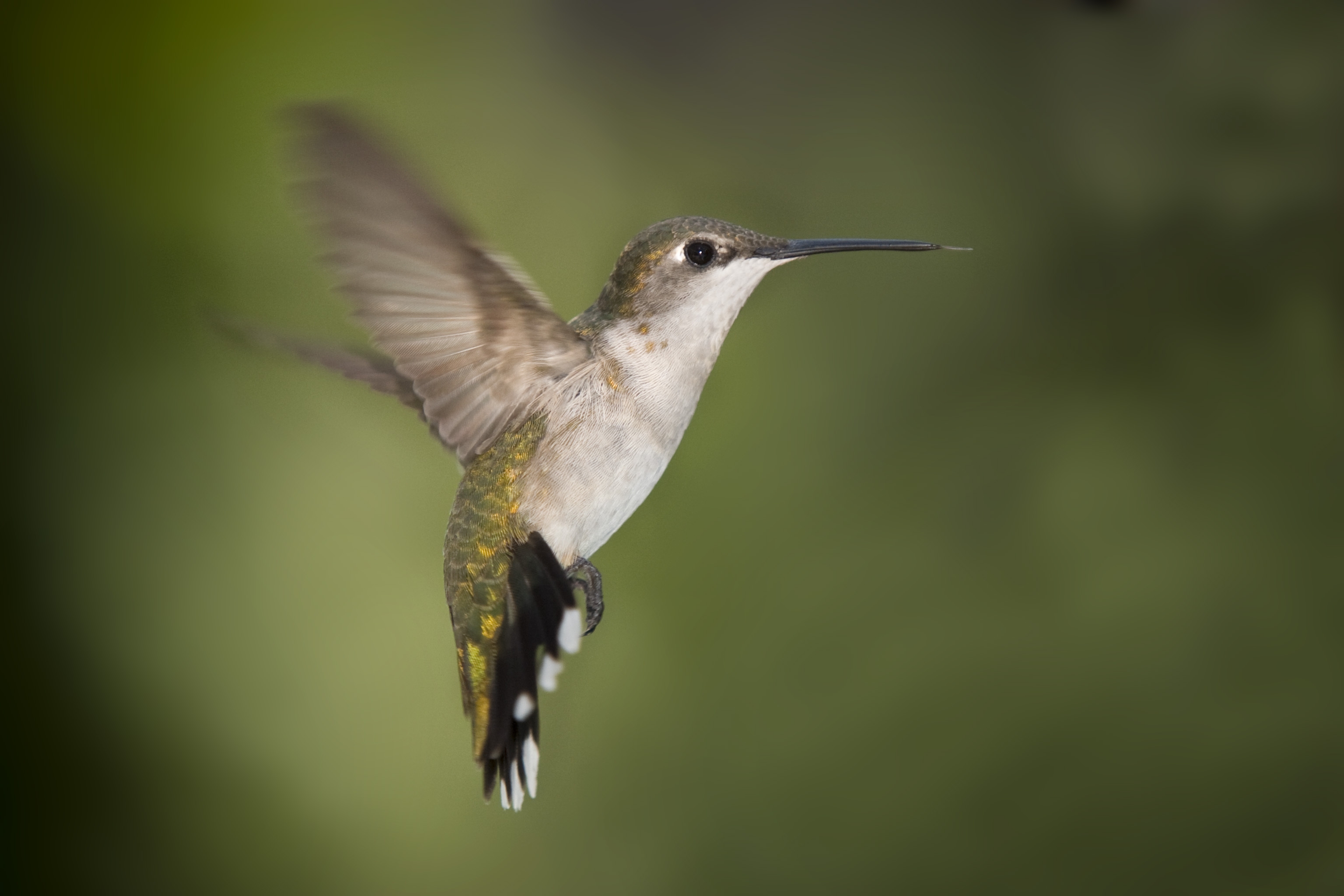133109 descargar imagen animales, colibríes, pico, pájaro, vuelo, ola, barrer: fondos de pantalla y protectores de pantalla gratis