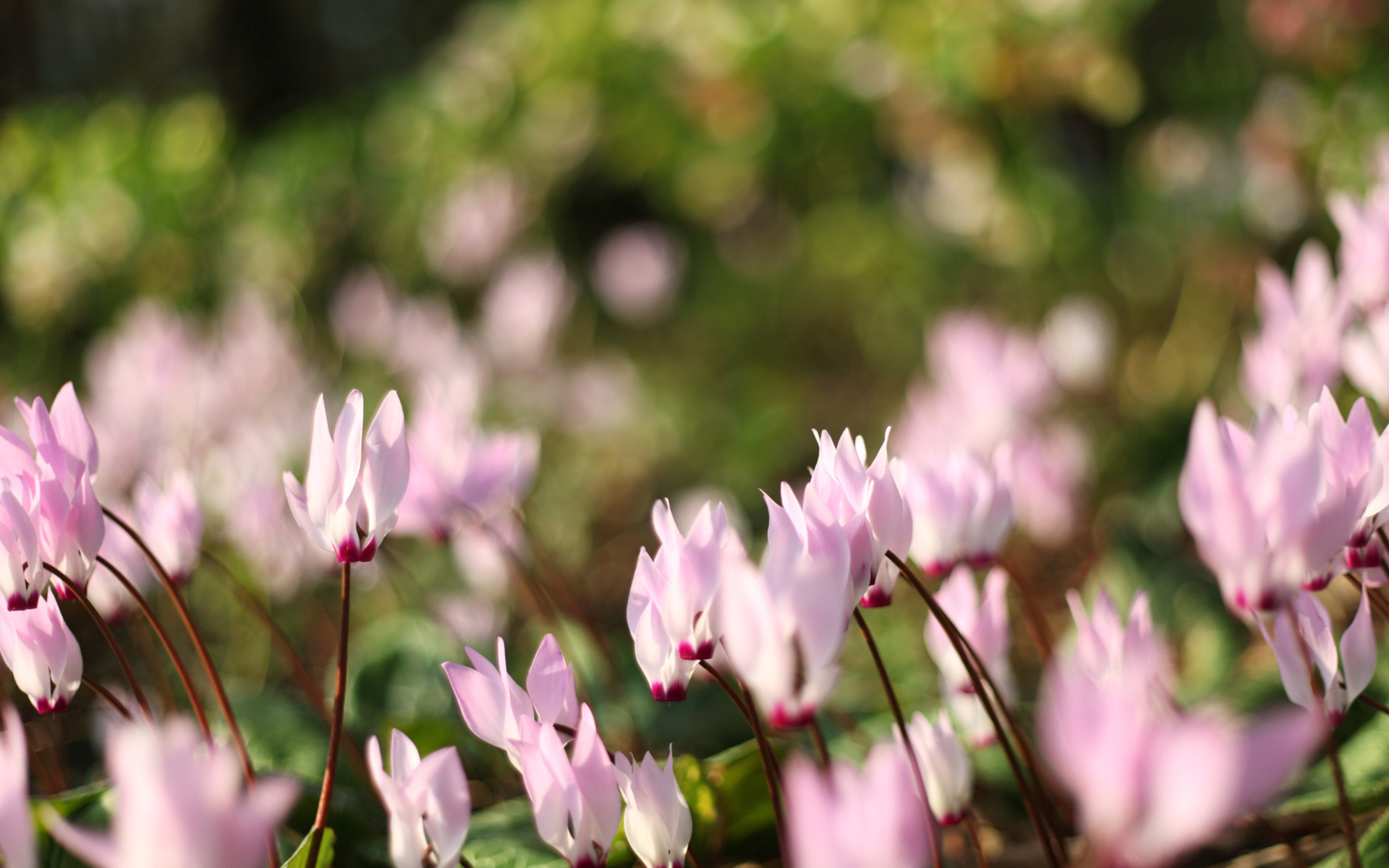 Handy-Wallpaper Blumen, Blume, Erde/natur kostenlos herunterladen.