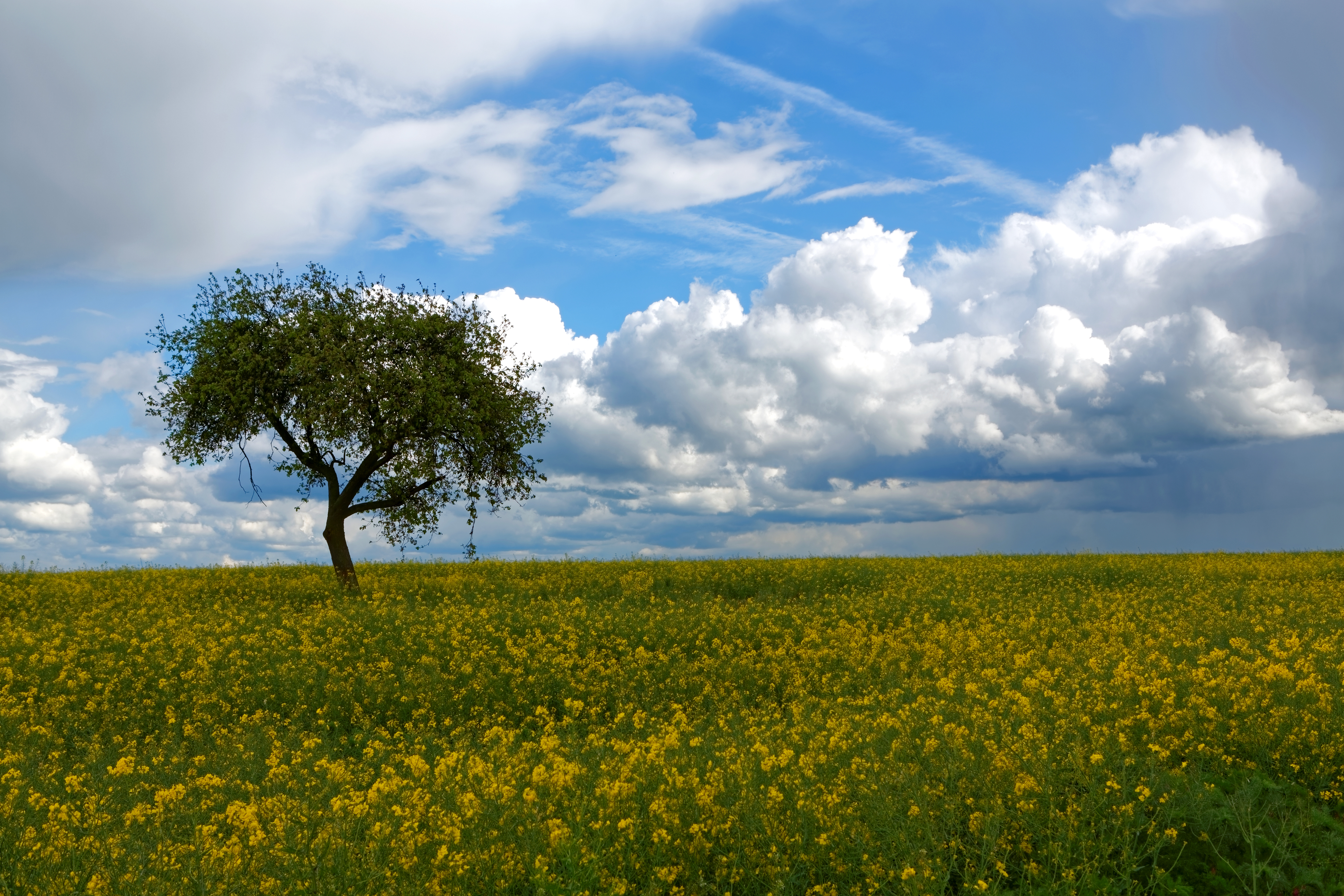 Download mobile wallpaper Nature, Trees, Summer, Horizon, Tree, Earth, Field, Cloud, Yellow Flower for free.