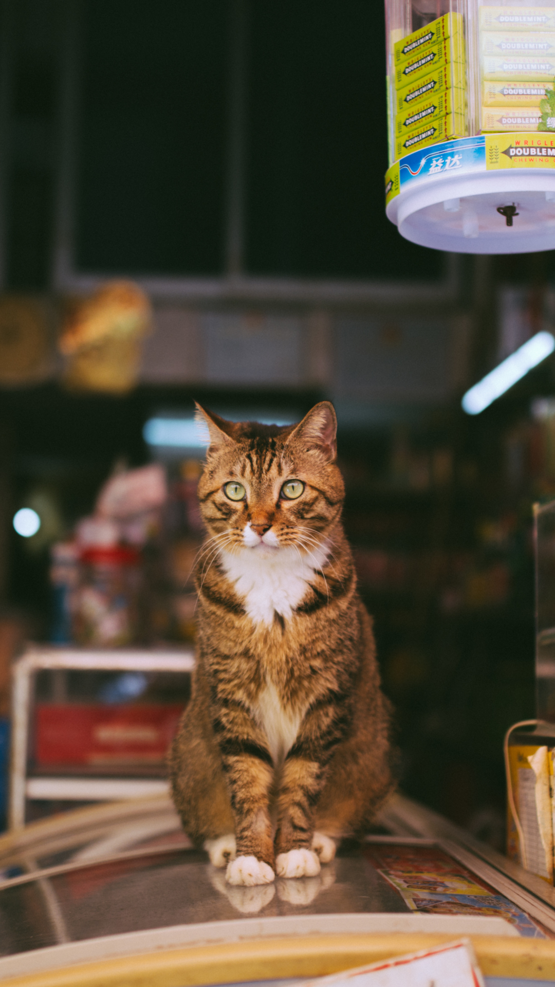 Téléchargez des papiers peints mobile Animaux, Chats, Chat gratuitement.