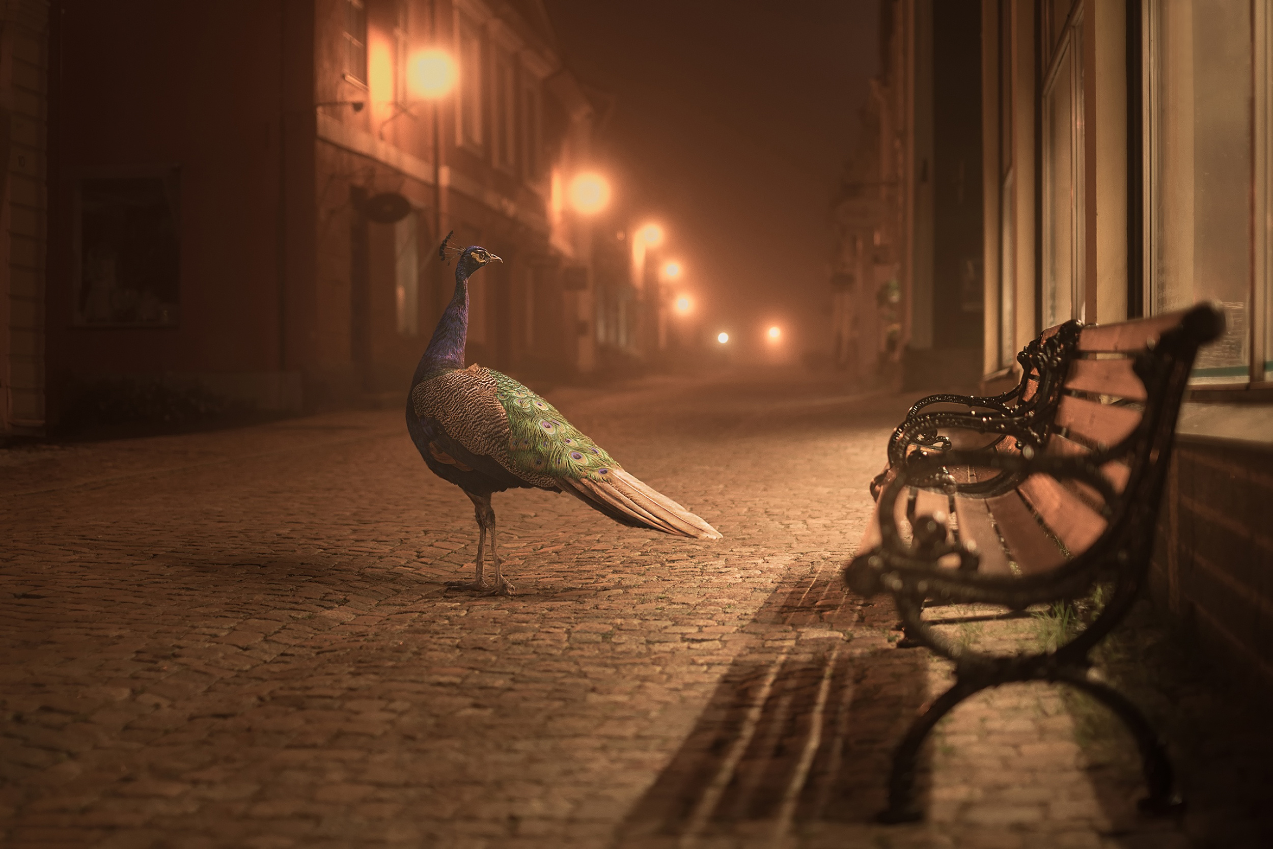 Download mobile wallpaper Bench, Street, Peacock, Birds, Animal, City for free.