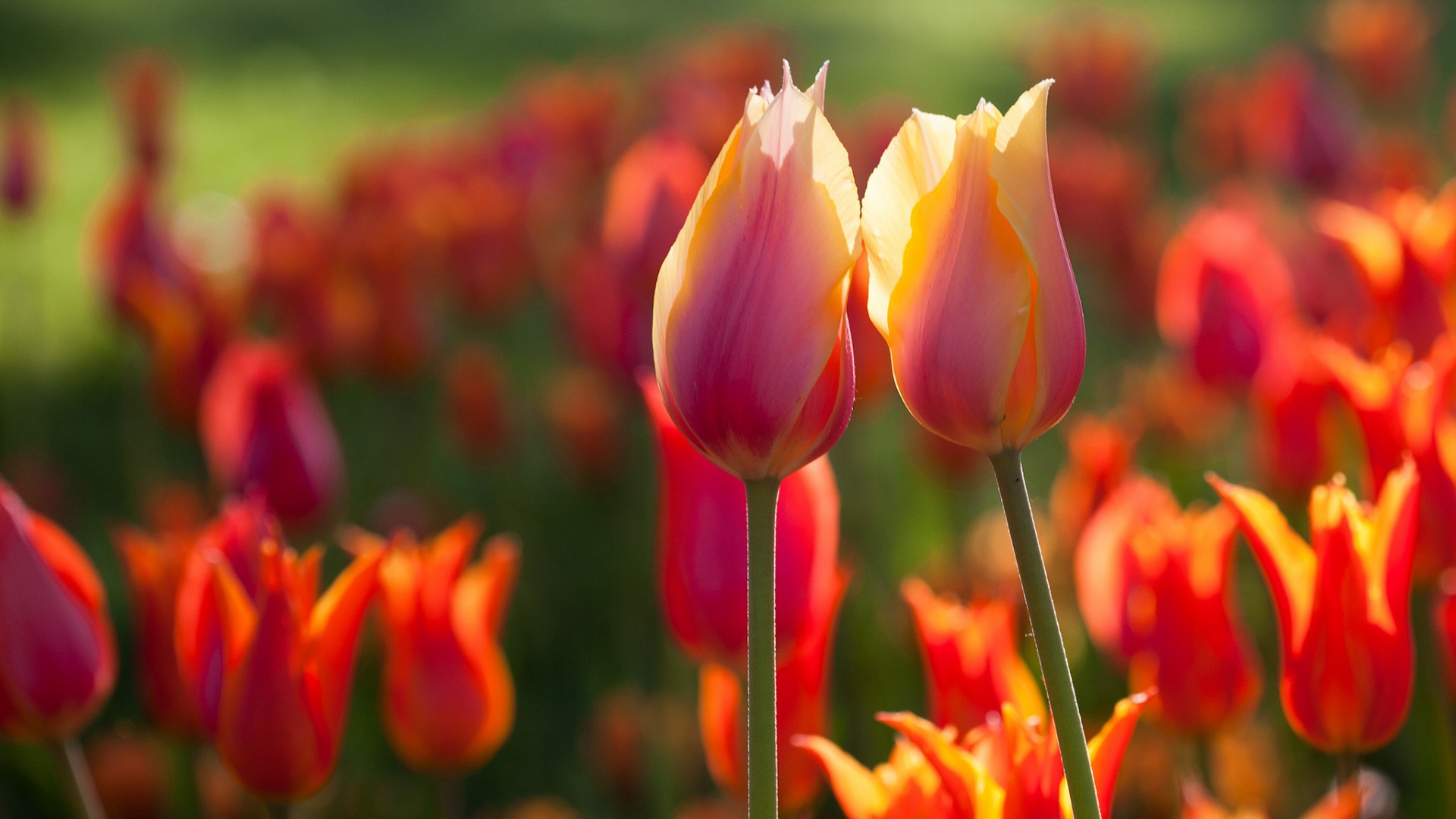 Free download wallpaper Earth, Tulip on your PC desktop