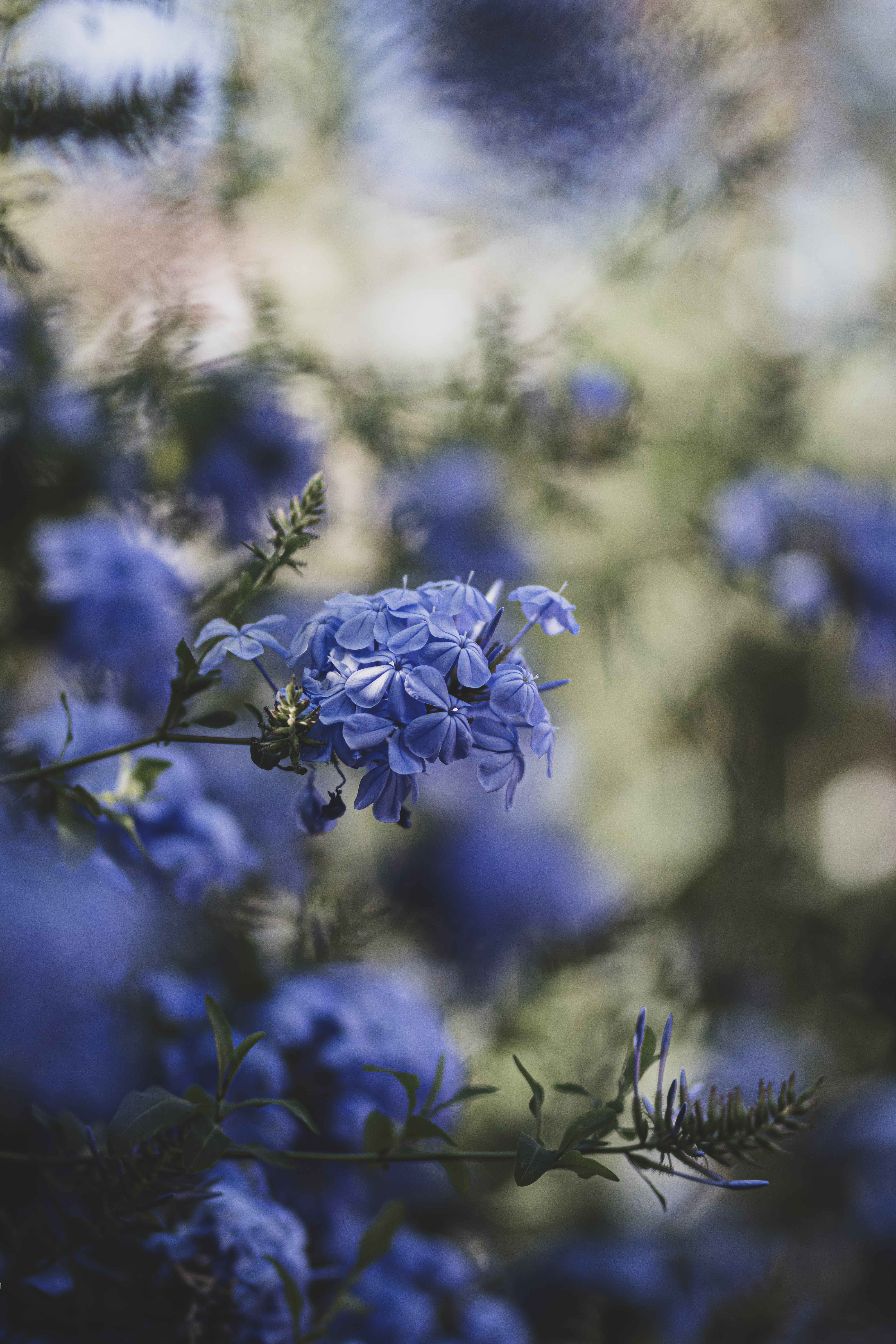 Download mobile wallpaper Smooth, Blue Flowers, Bloom, Flowering, Blur, Flowers for free.