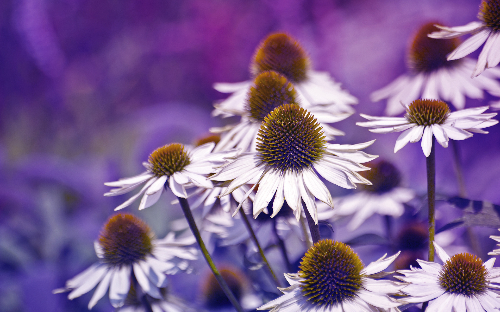 Descarga gratuita de fondo de pantalla para móvil de Macrofotografía, Flores, Naturaleza, Flor, Tierra/naturaleza.