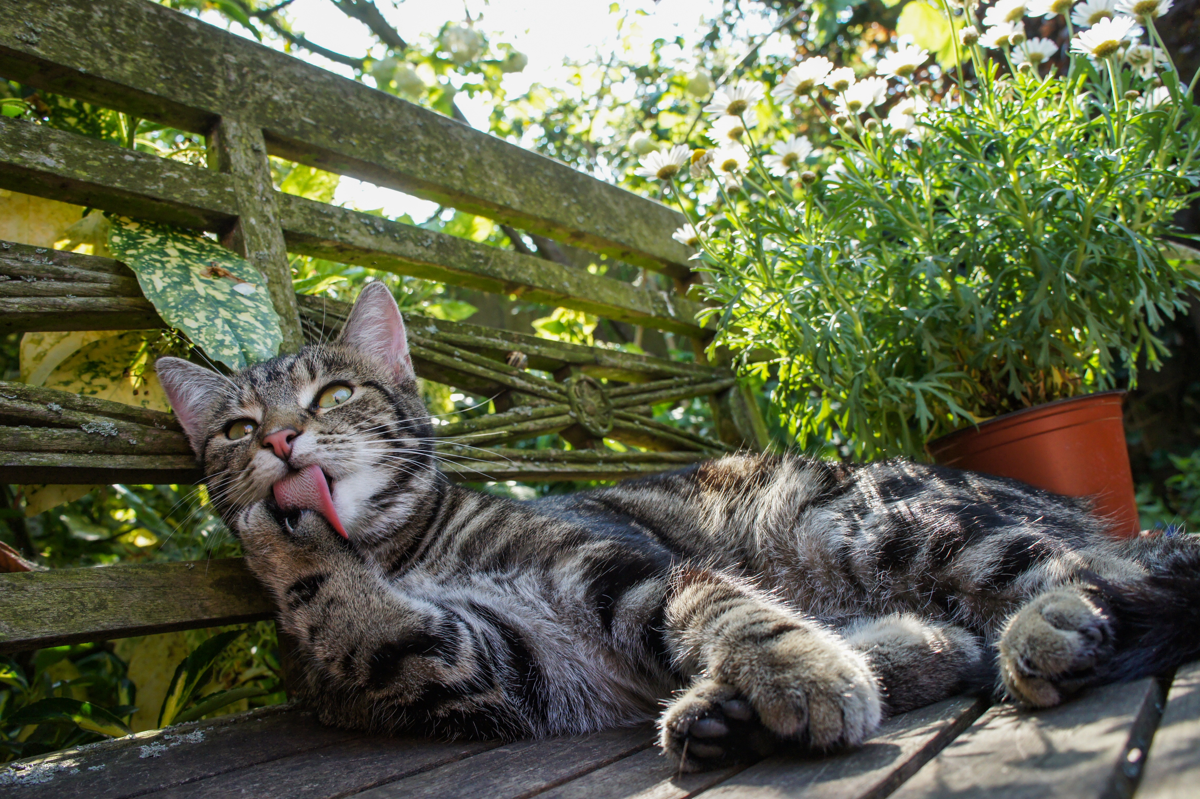 Handy-Wallpaper Tiere, Katzen, Katze kostenlos herunterladen.