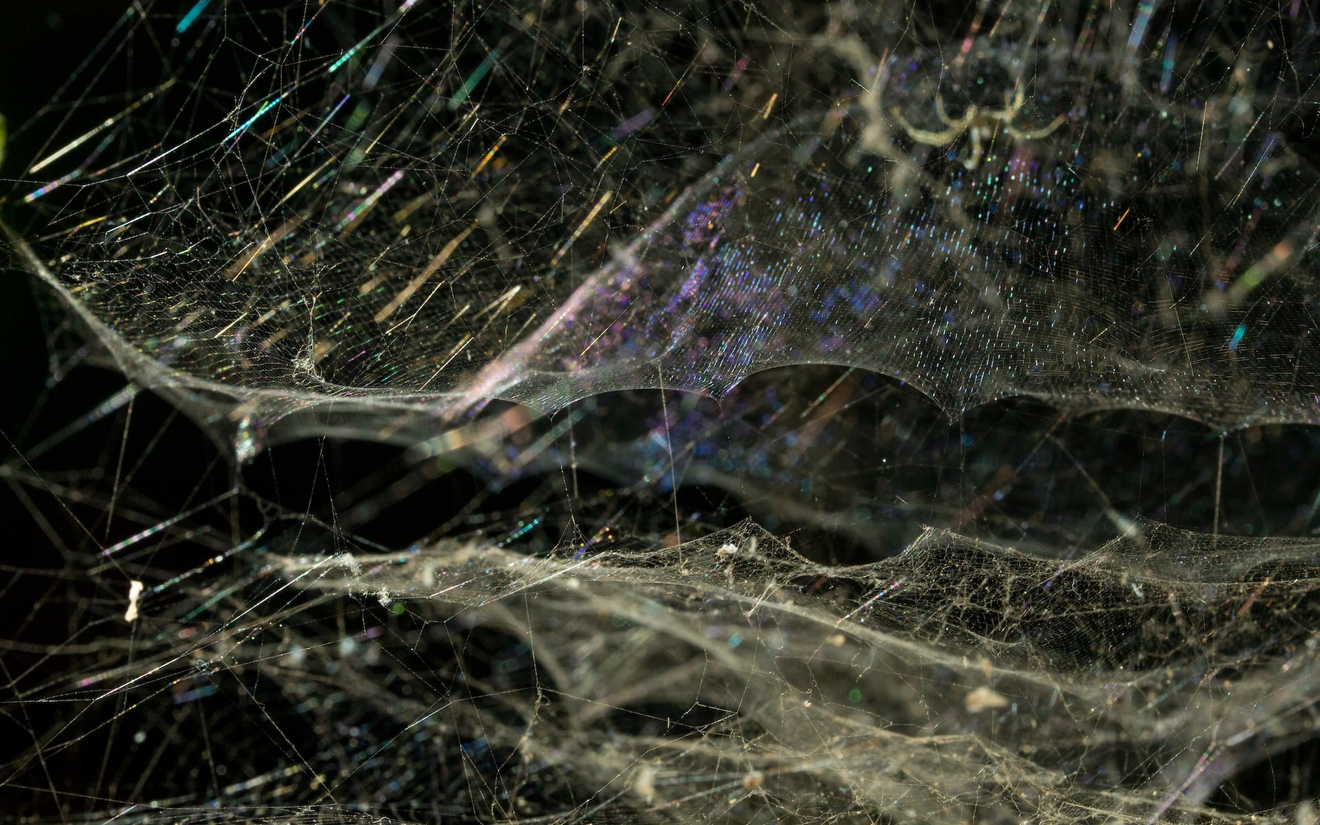 Download mobile wallpaper Macro, Photography, Spider Web for free.