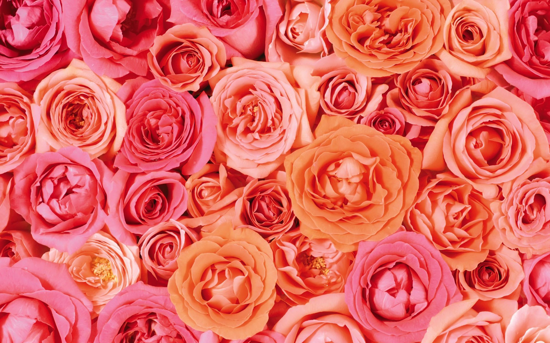 Free download wallpaper Flowers, Flower, Rose, Earth, Pink Flower, Orange Flower, Pink Rose on your PC desktop