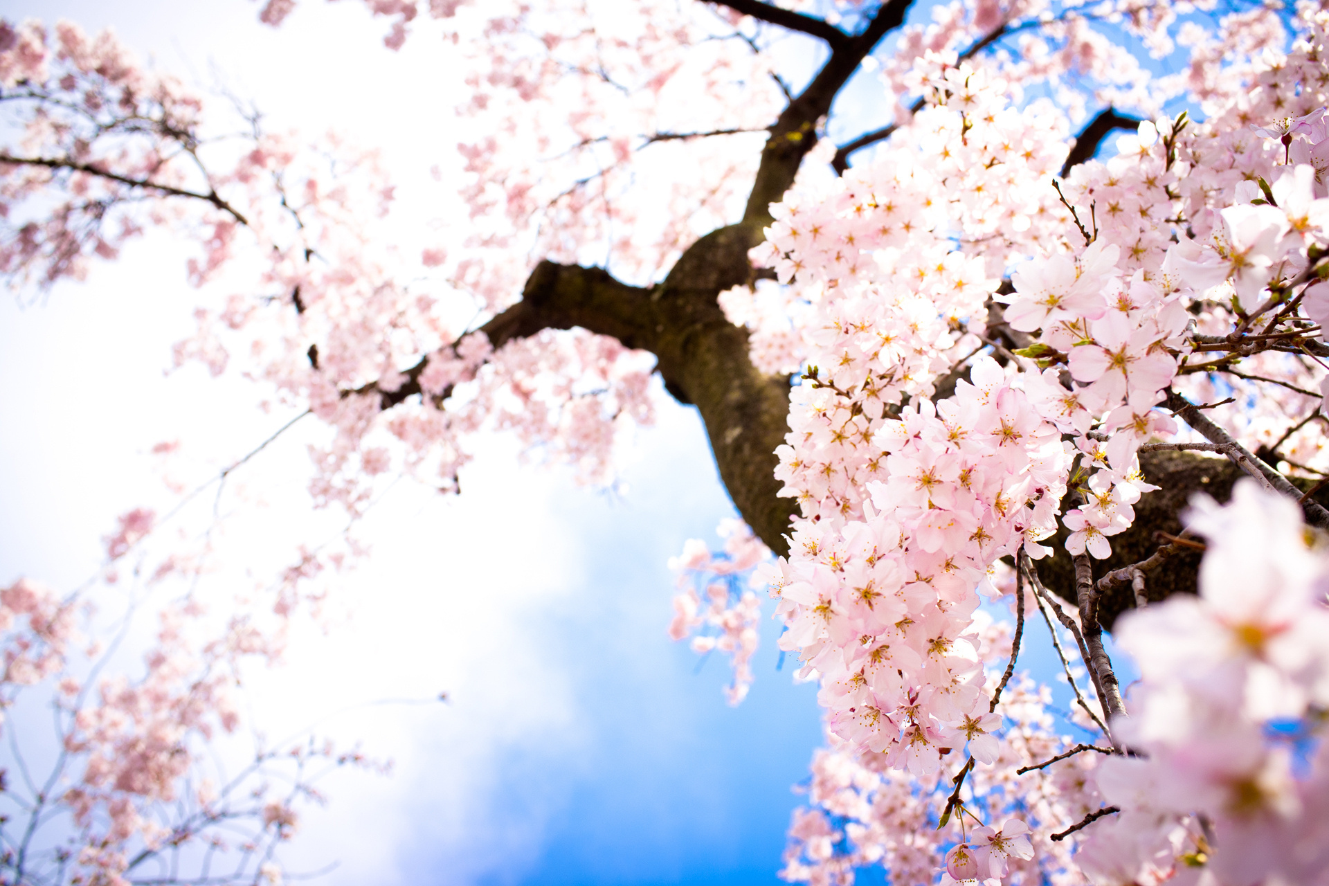 Free download wallpaper Flowers, Flower, Tree, Earth, Blossom on your PC desktop