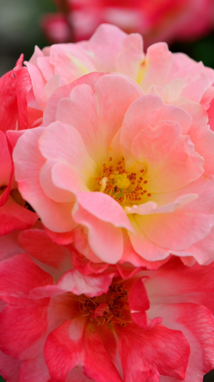 Download mobile wallpaper Flowers, Flower, Rose, Close Up, Earth, Blossom, Pink Flower for free.