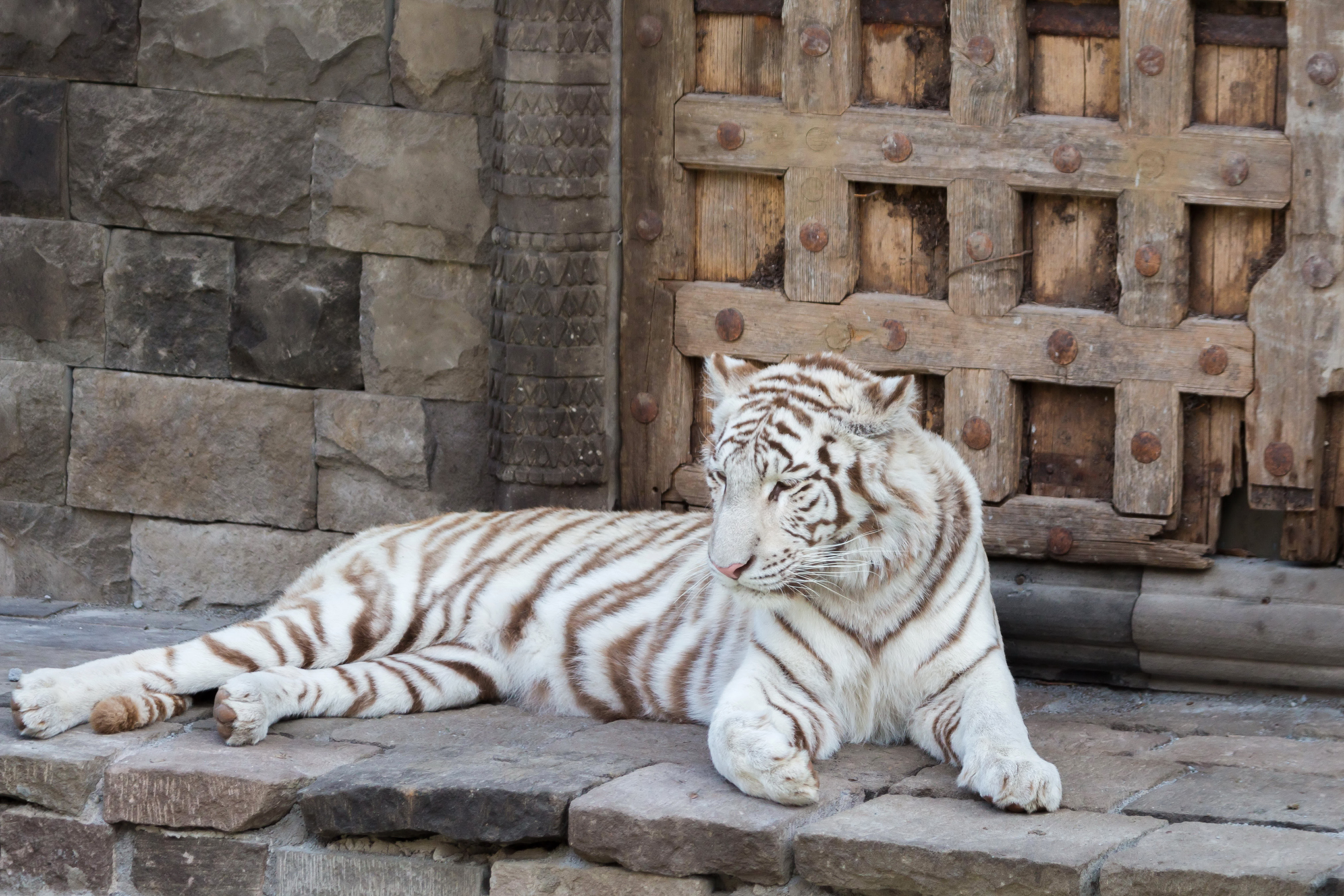 Handy-Wallpaper Tiere, Katzen, Weißer Tiger kostenlos herunterladen.