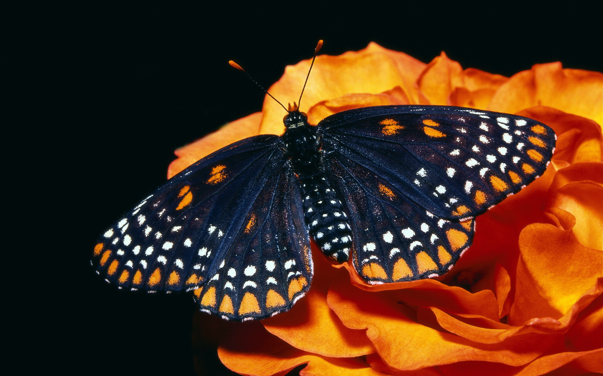 butterflies, insects, black Panoramic Wallpaper