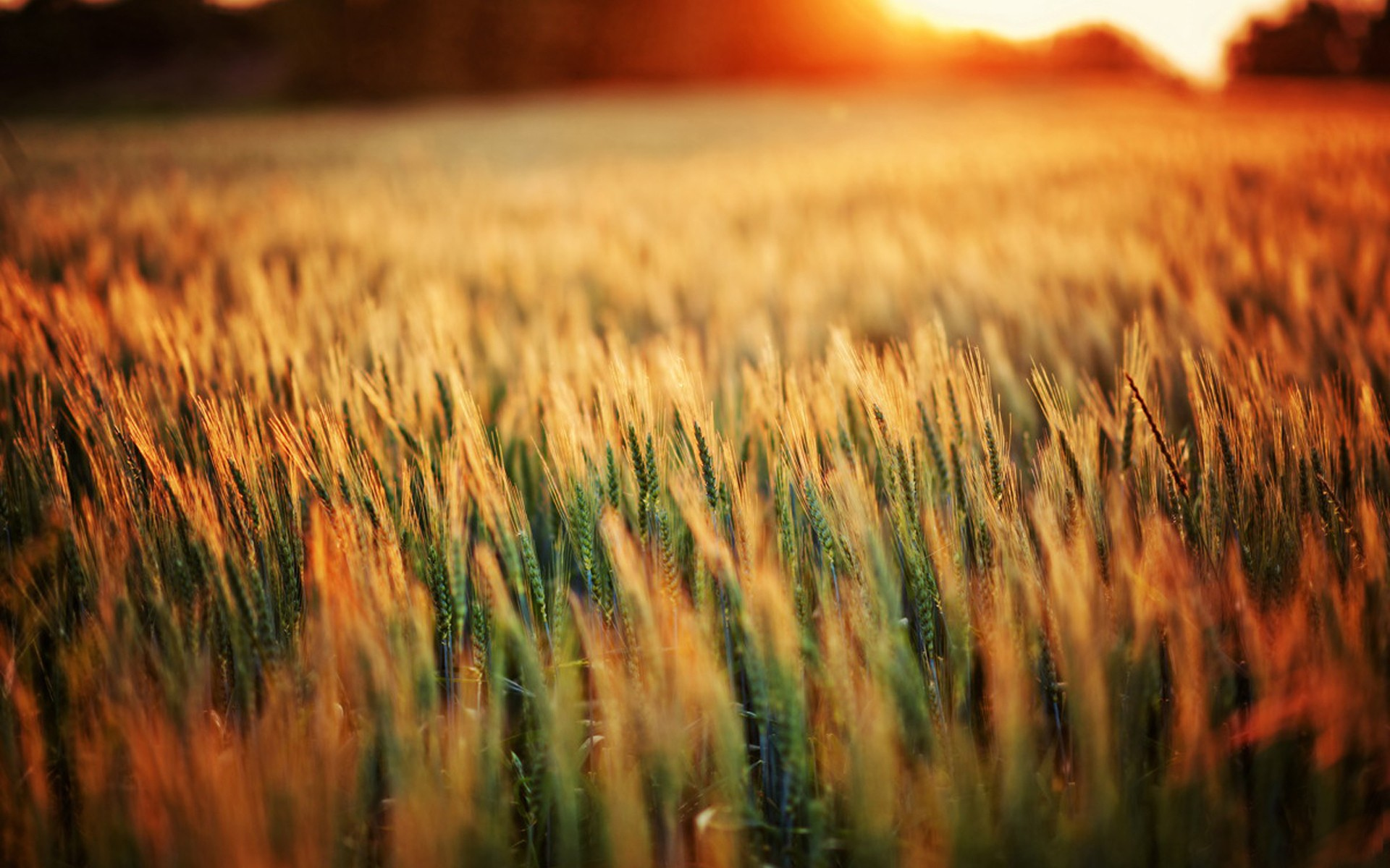 Free download wallpaper Wheat, Earth on your PC desktop