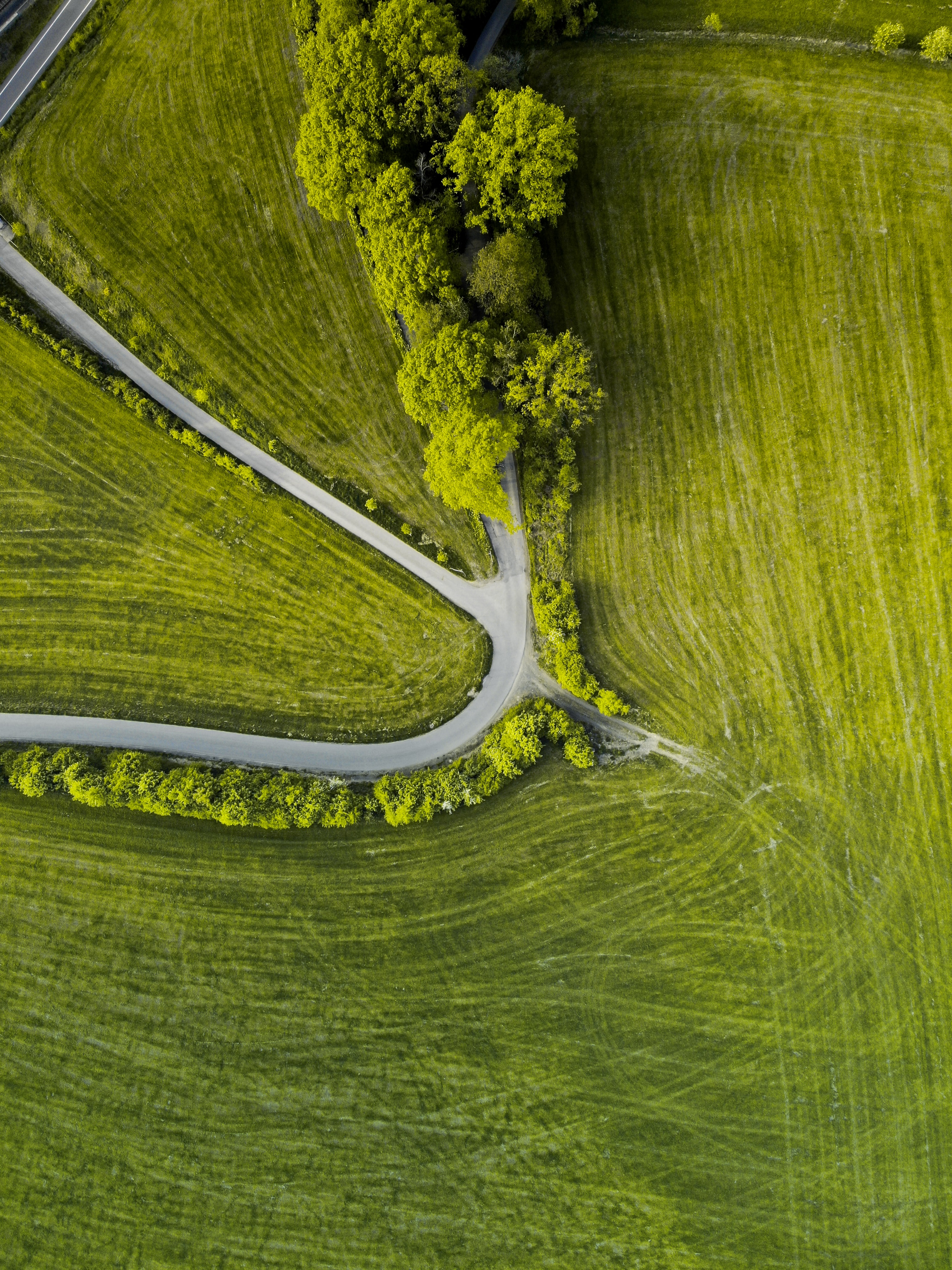 view from above, nature, trees, grass, road, winding, sinuous