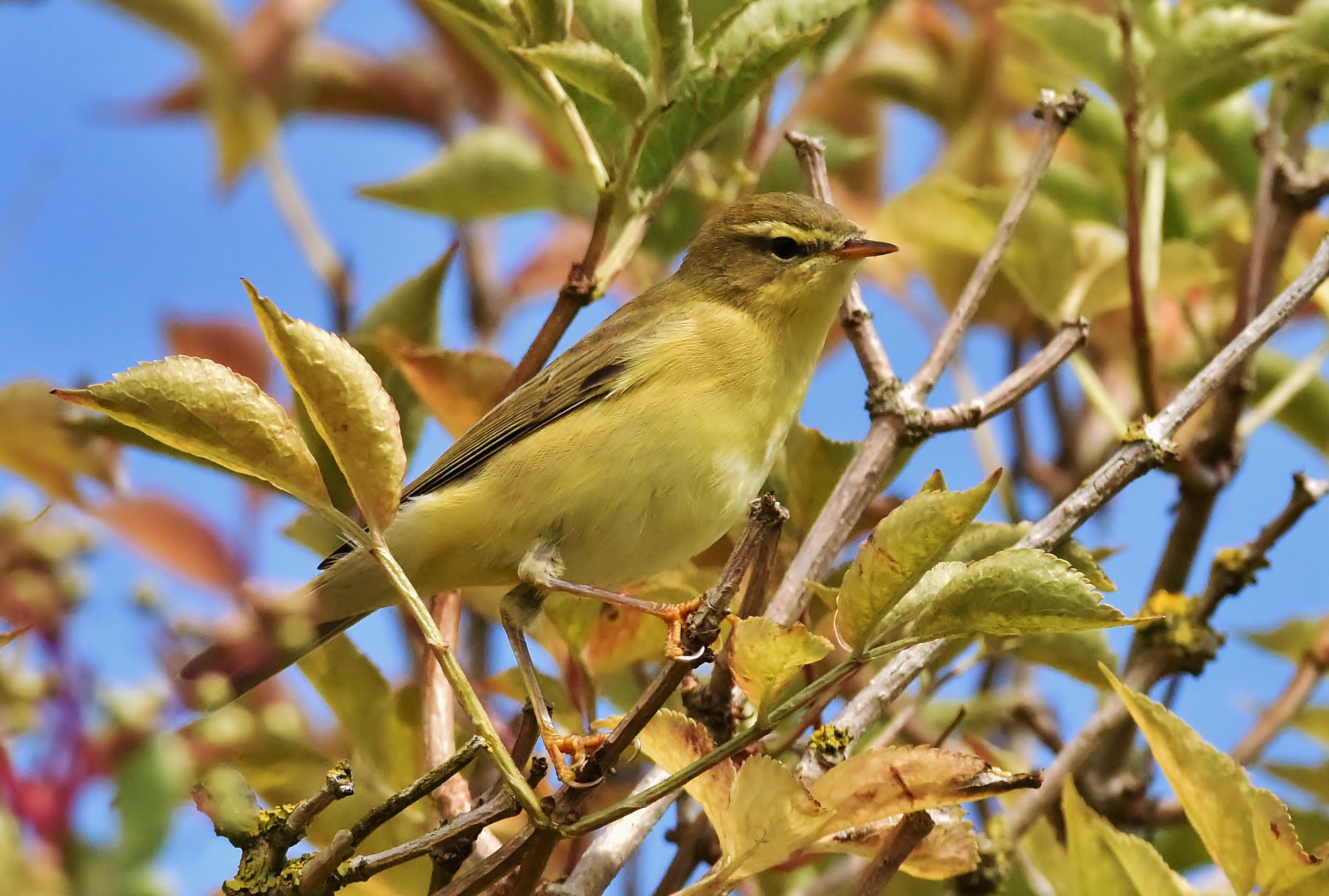 Free download wallpaper Birds, Bird, Animal on your PC desktop