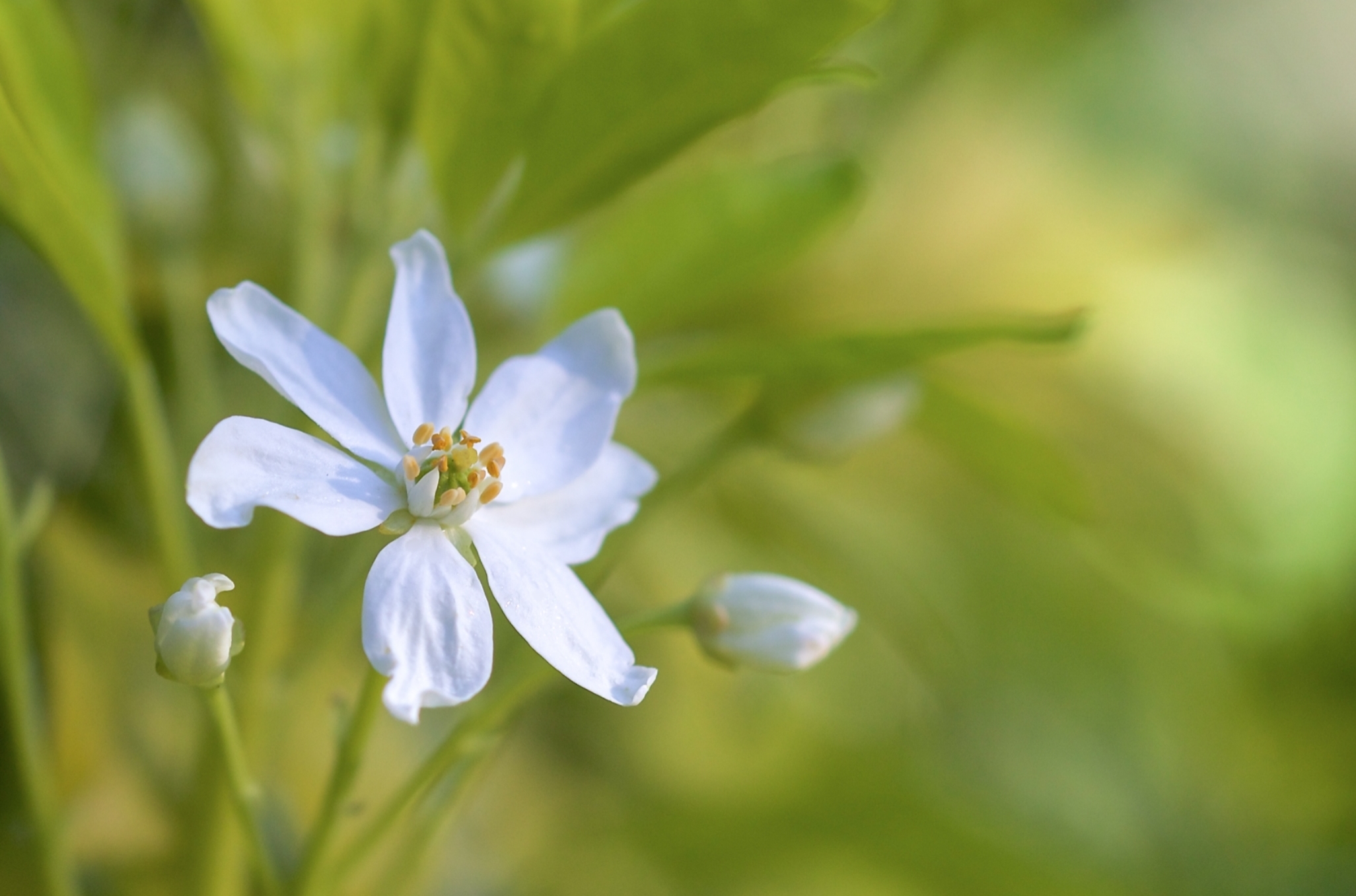 Laden Sie das Natur, Blumen, Blume, Verwischen, Weiße Blume, Erde/natur-Bild kostenlos auf Ihren PC-Desktop herunter