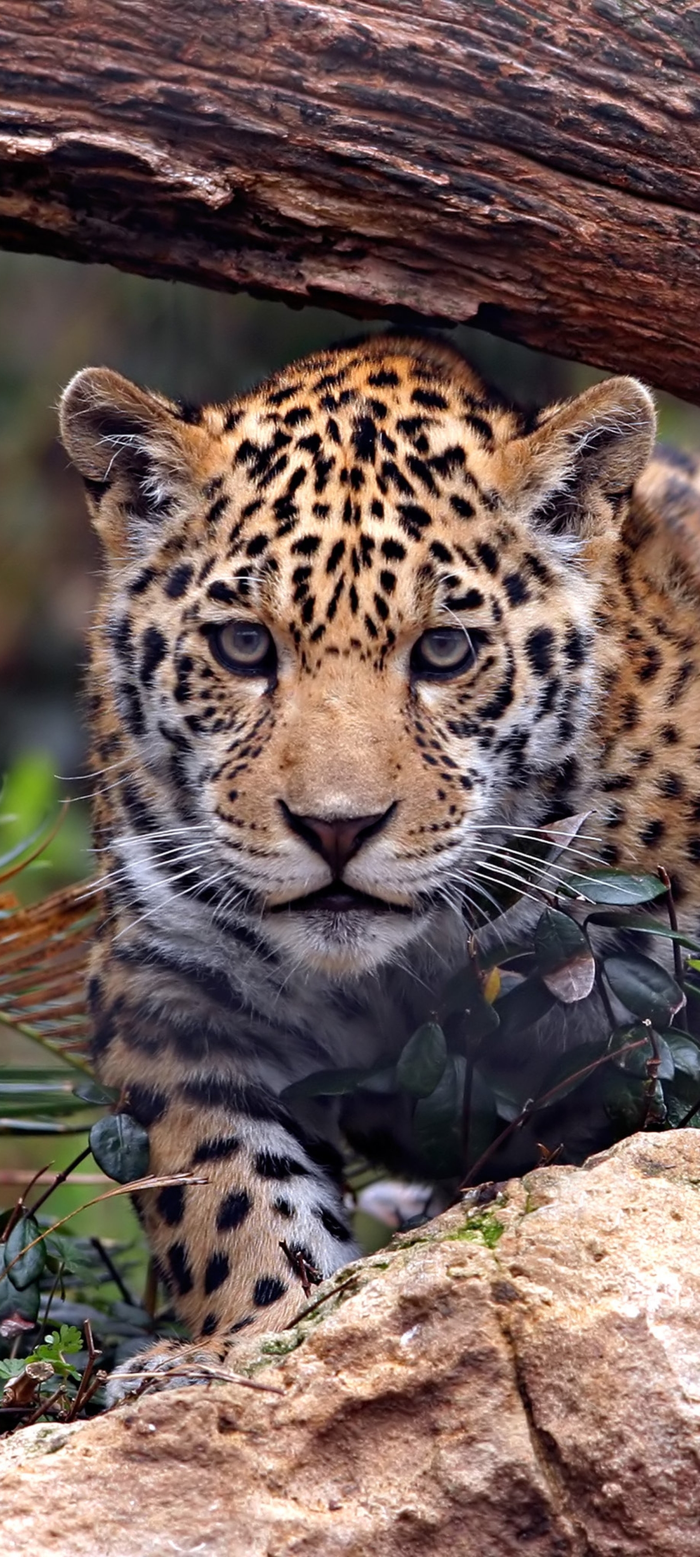 Скачати мобільні шпалери Ягуар, Леопард, Тварина, Коти безкоштовно.