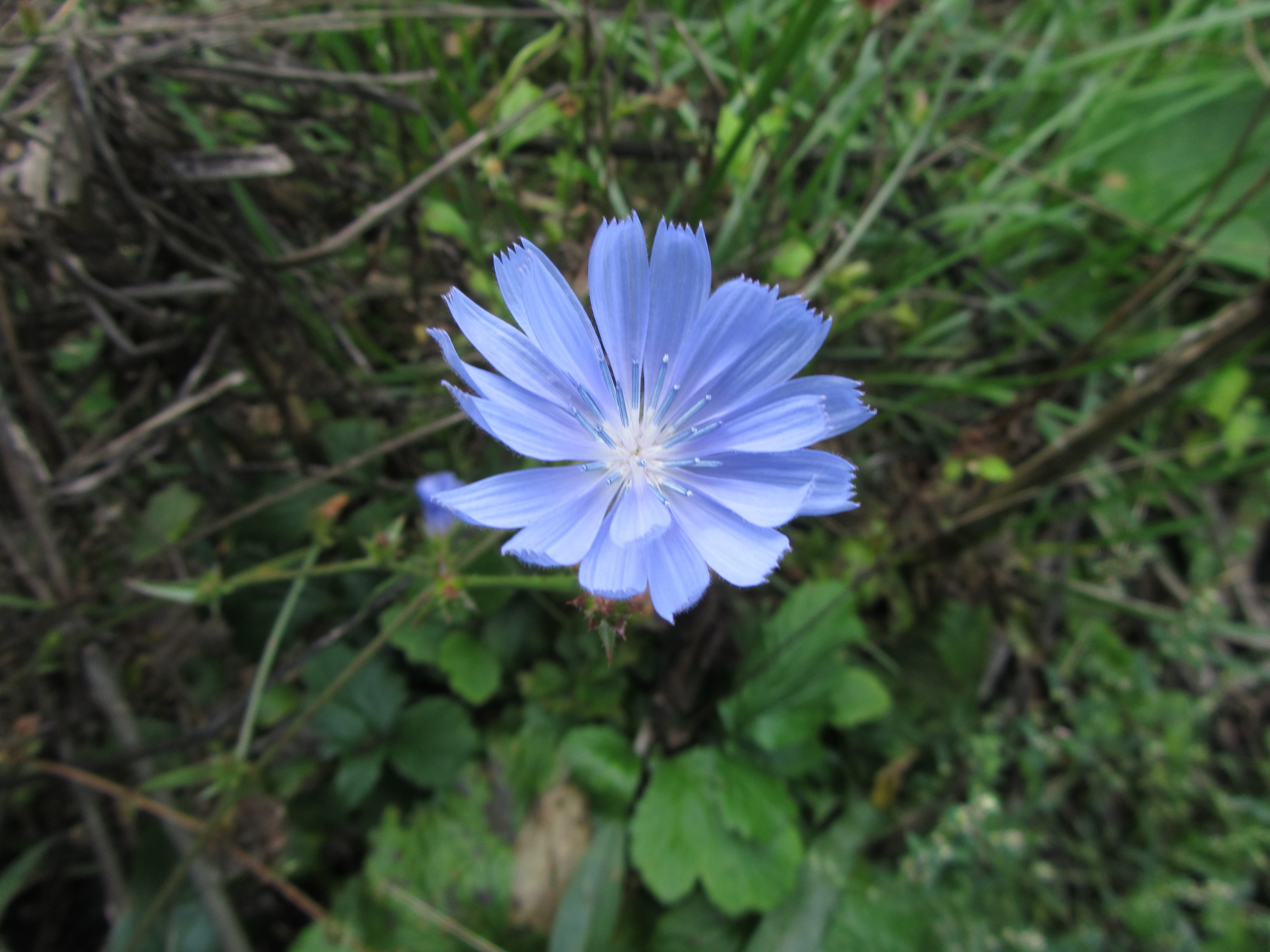 Téléchargez des papiers peints mobile Fleurs, Fleur, Terre/nature gratuitement.