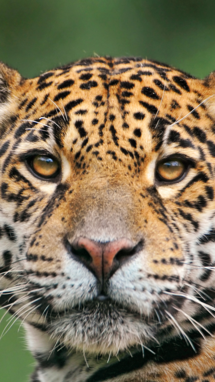 Descarga gratuita de fondo de pantalla para móvil de Animales, Gatos, Jaguar.