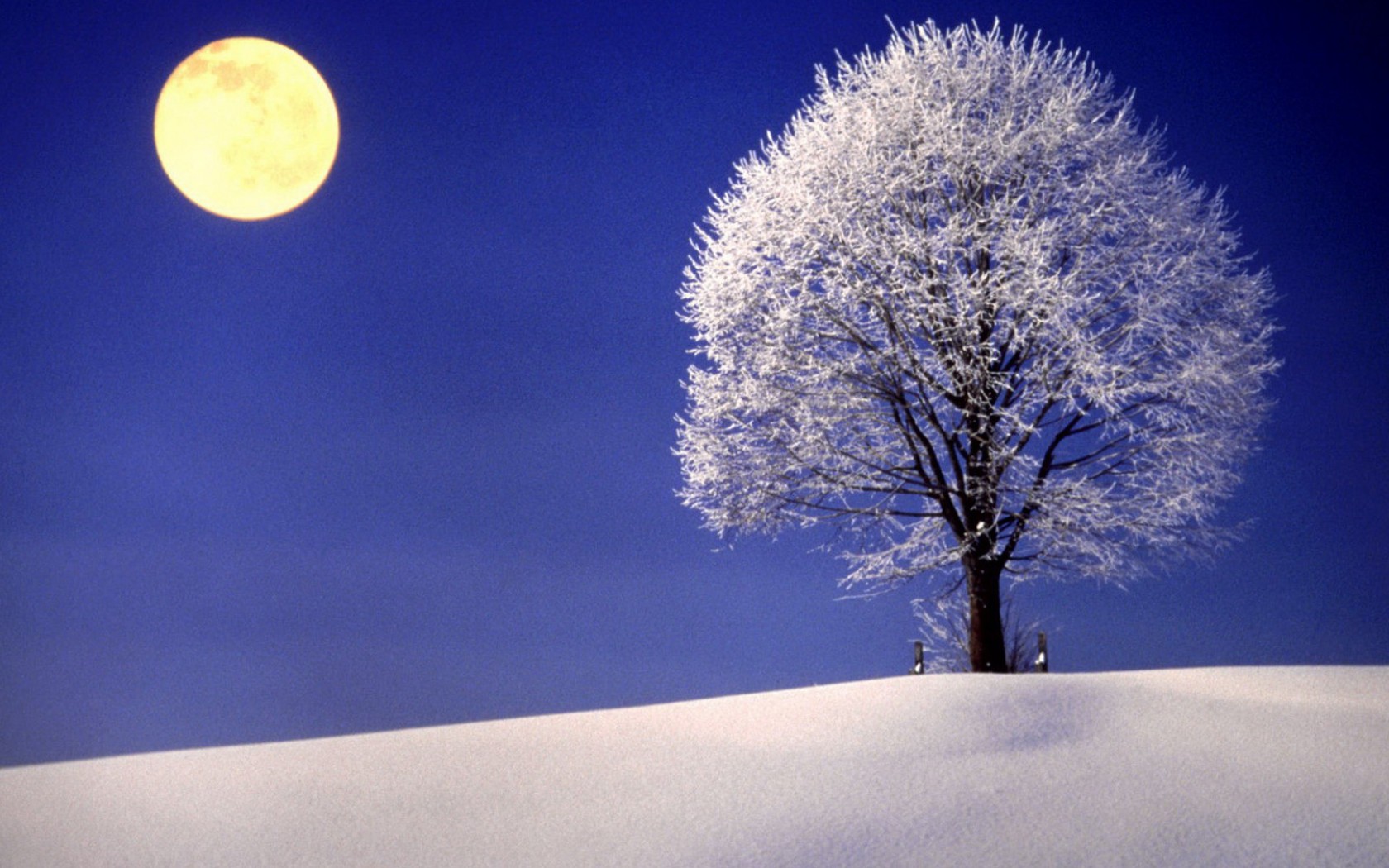 Скачать картинку Зима, Луна, Снег, Дерево, Земля/природа в телефон бесплатно.