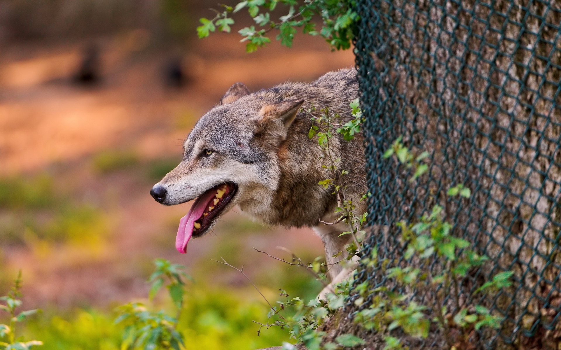 Baixar papel de parede para celular de Lobos, Lobo, Animais gratuito.