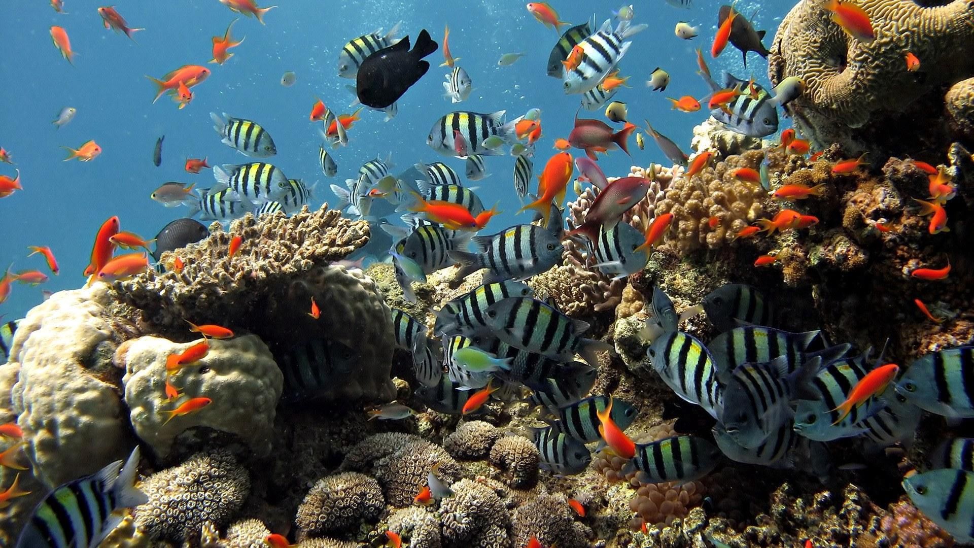 157586 скачать обои рыбы, кораллы, подводный мир, океан, животные, плавать - заставки и картинки бесплатно