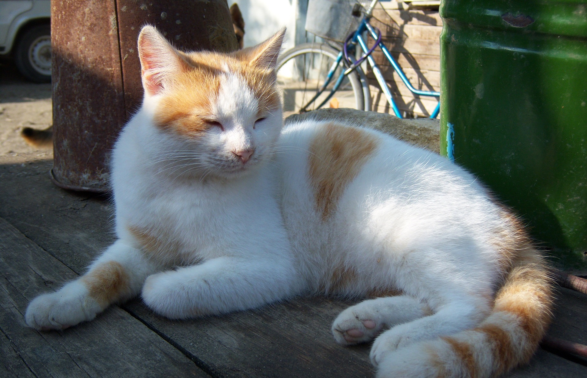 Handy-Wallpaper Tiere, Katzen, Katze kostenlos herunterladen.