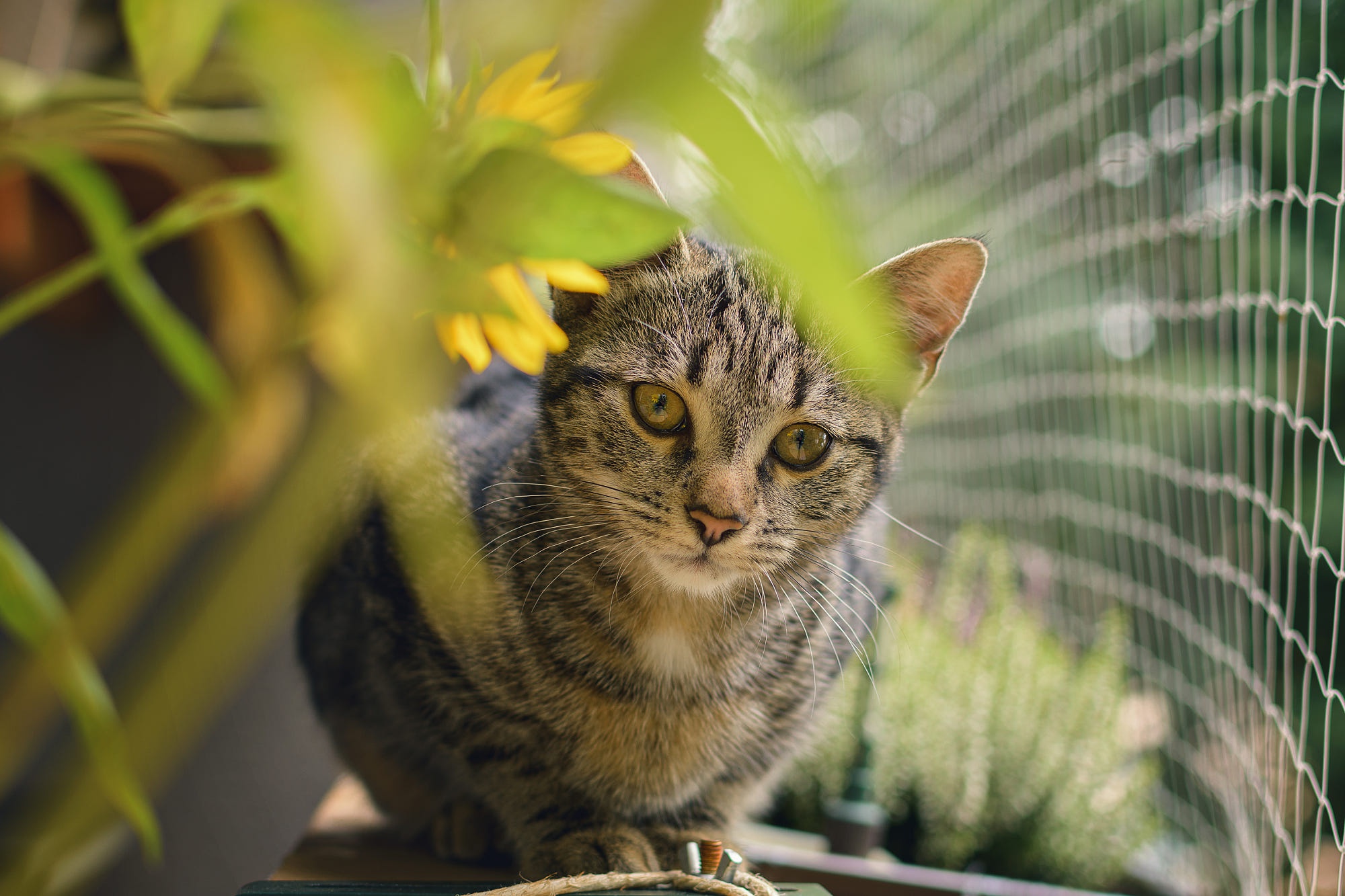 Descarga gratuita de fondo de pantalla para móvil de Gato, Gatos, Animales.