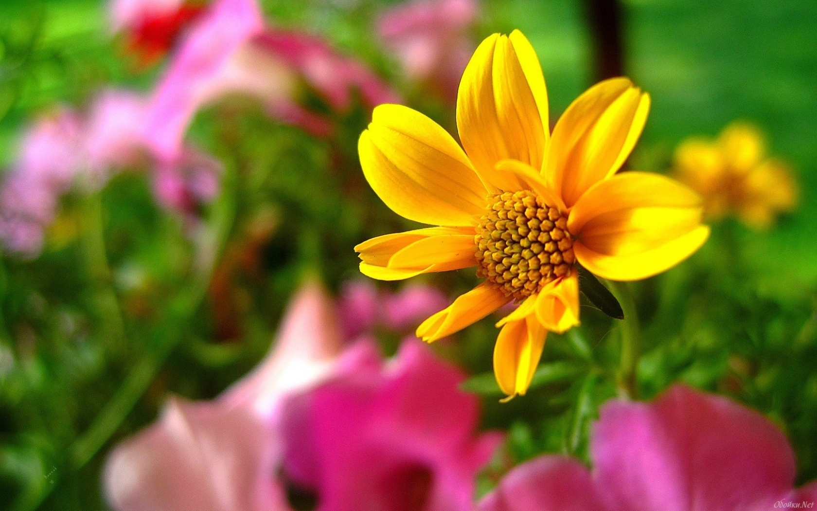 Free download wallpaper Flowers, Flower, Earth on your PC desktop