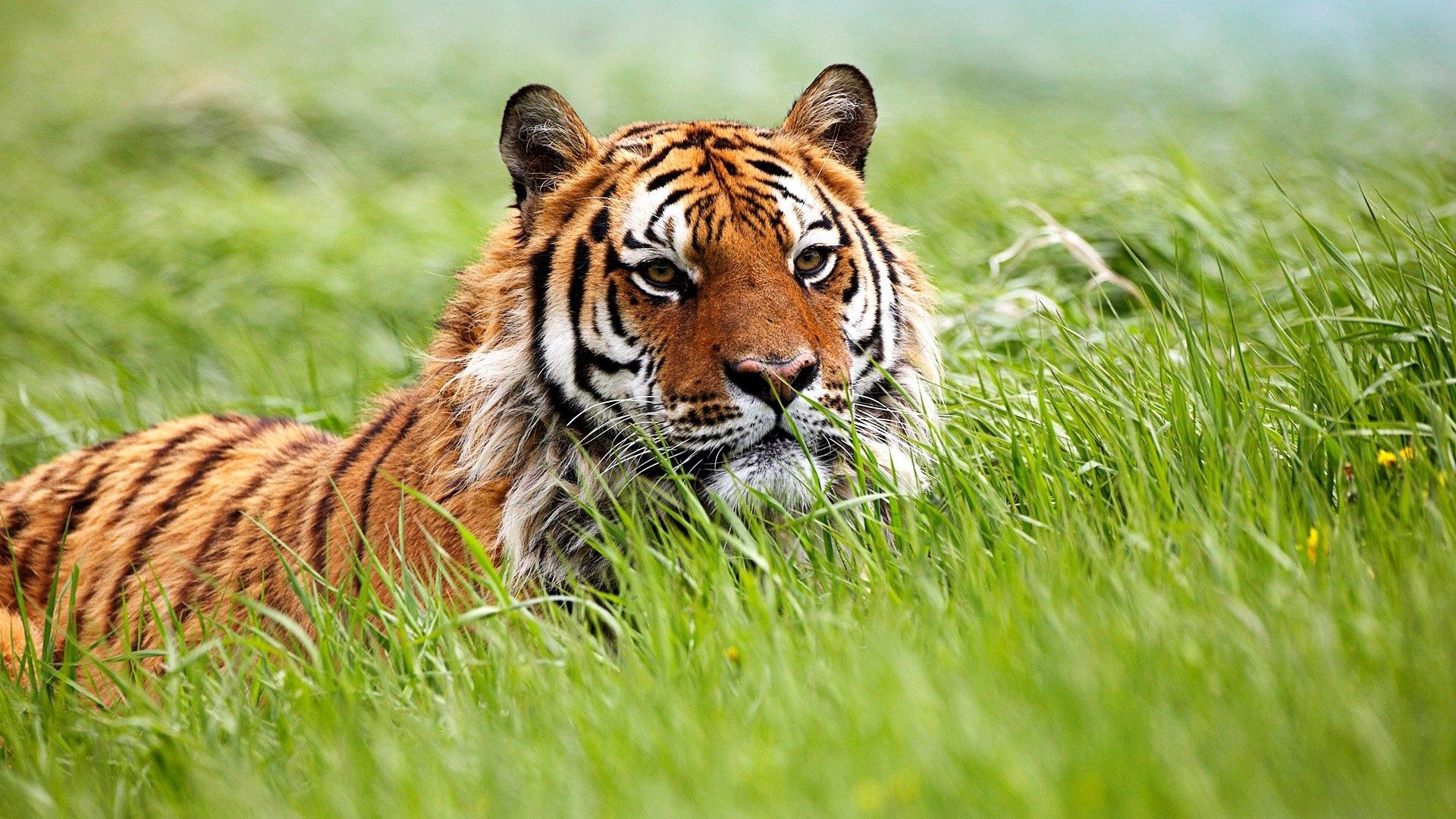 58131 Hintergrundbild herunterladen tiere, grass, schnauze, tiger, jagd - Bildschirmschoner und Bilder kostenlos