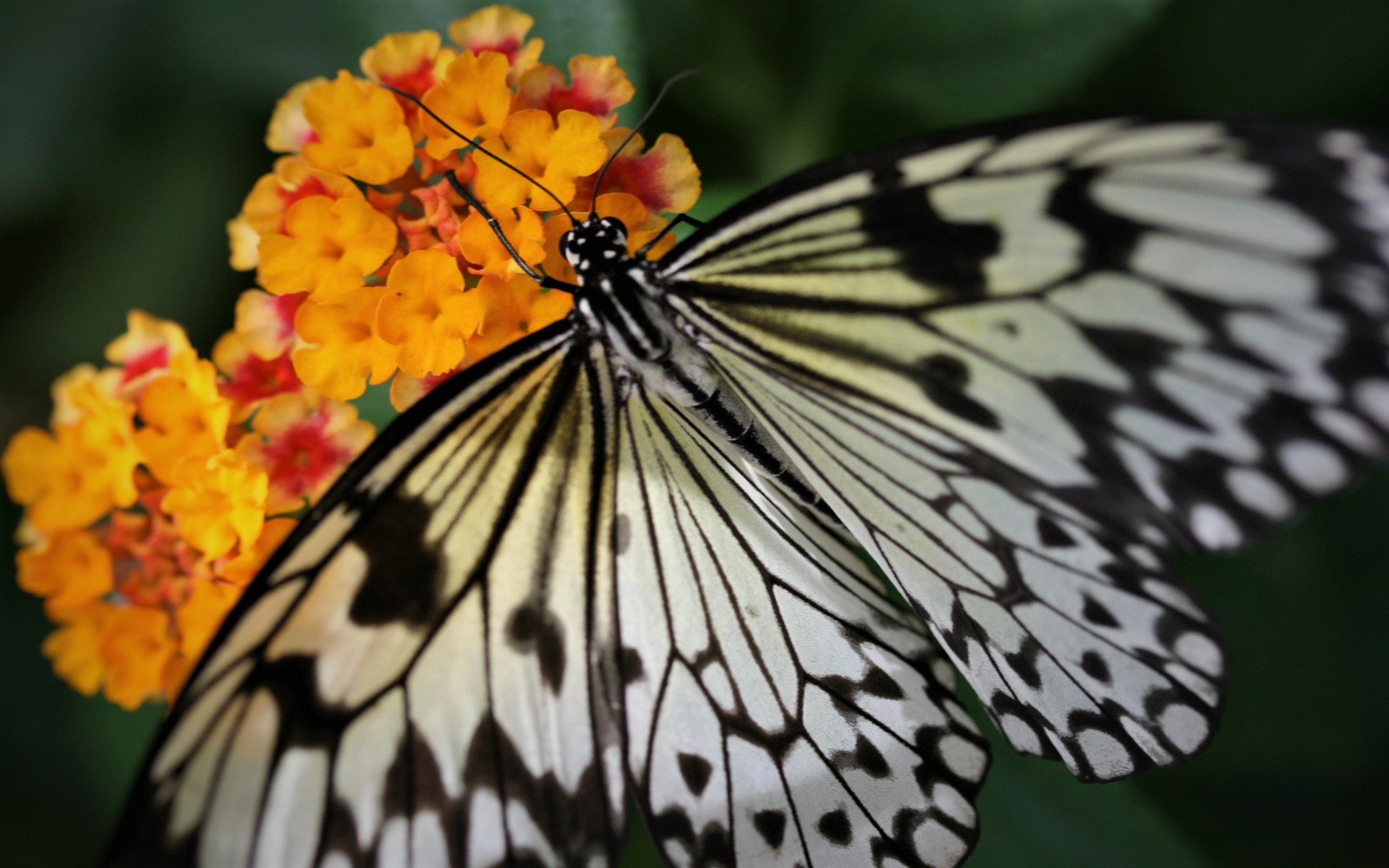 Free download wallpaper Flower, Butterfly, Animal on your PC desktop