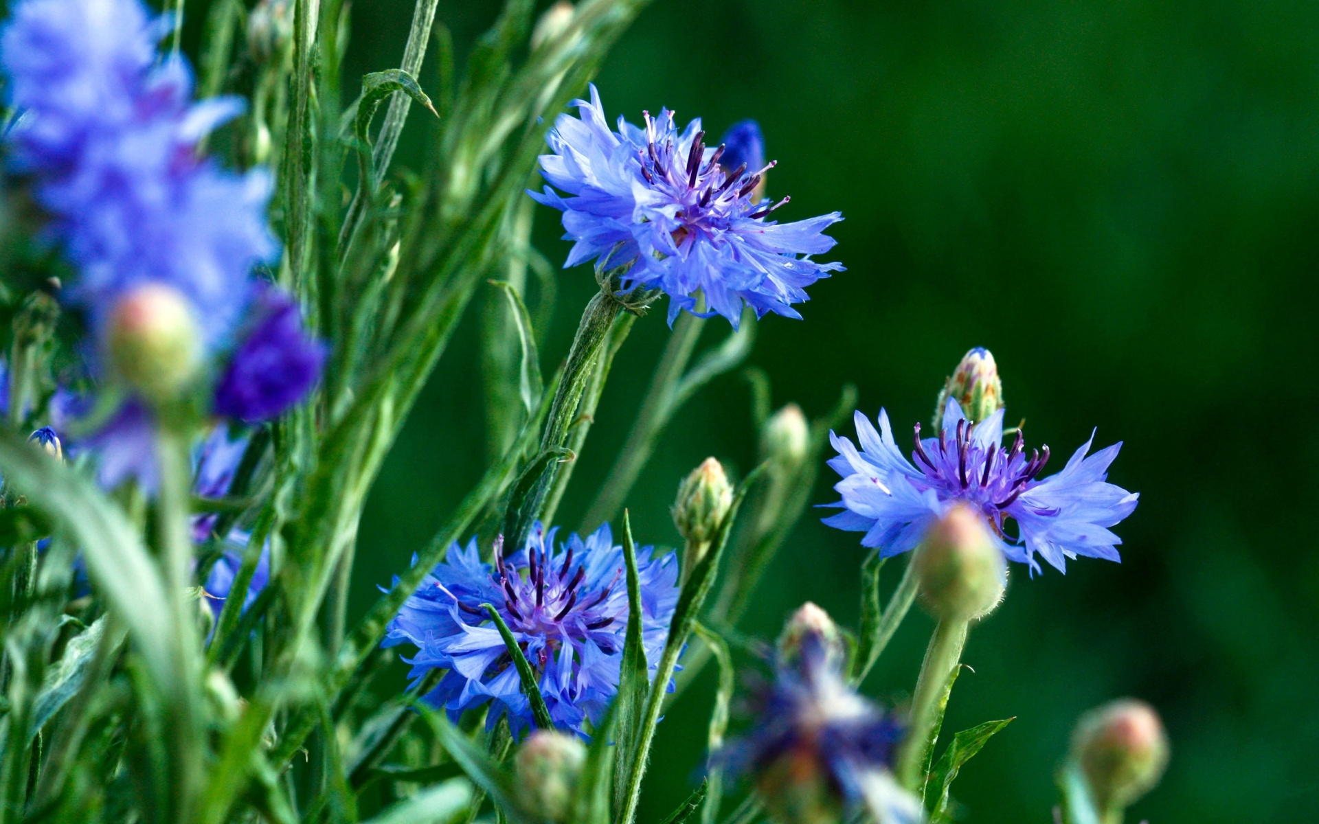 Téléchargez gratuitement l'image Fleurs, Fleur, Terre/nature sur le bureau de votre PC