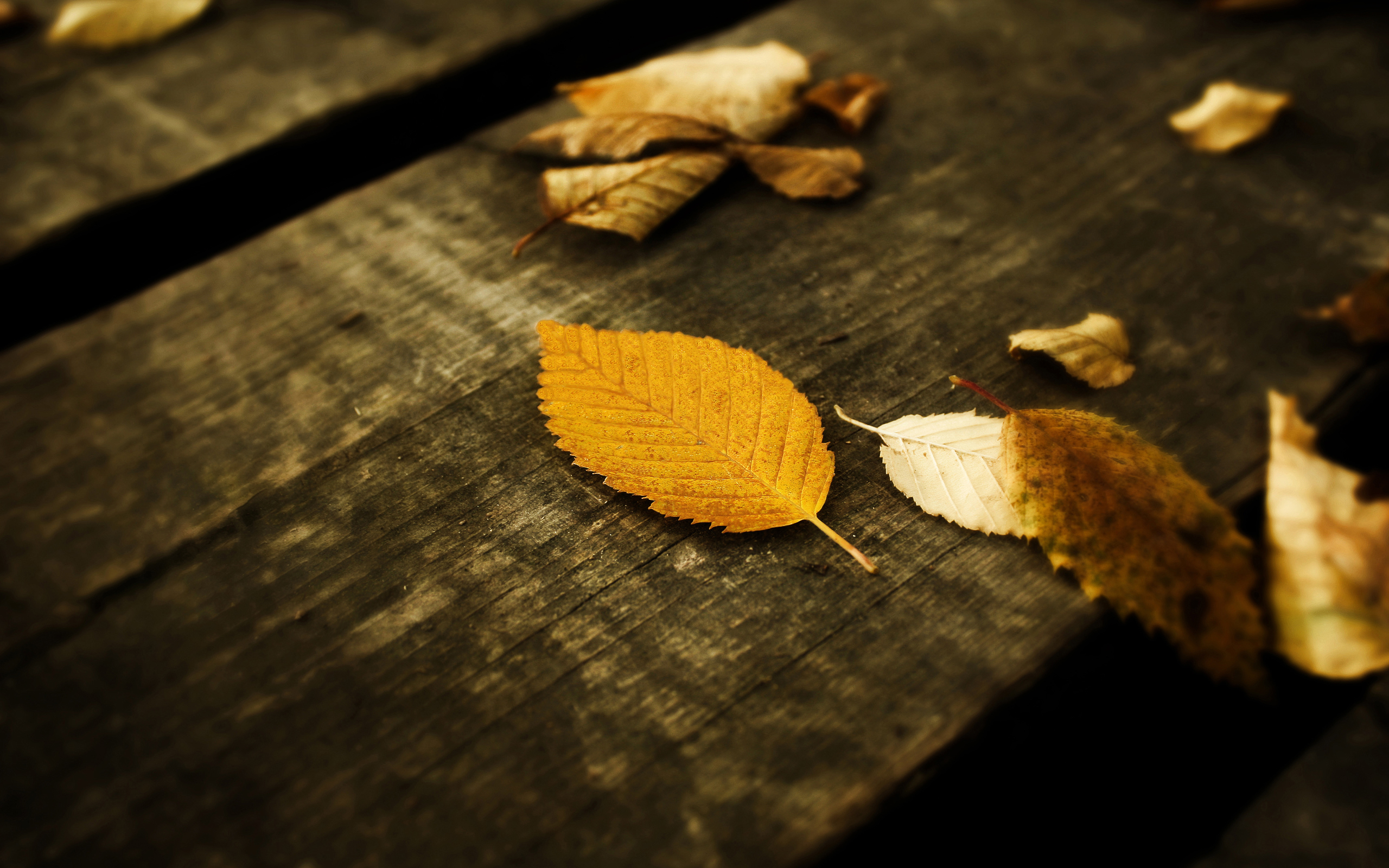 Скачать обои бесплатно Листья, Фон, Осень картинка на рабочий стол ПК