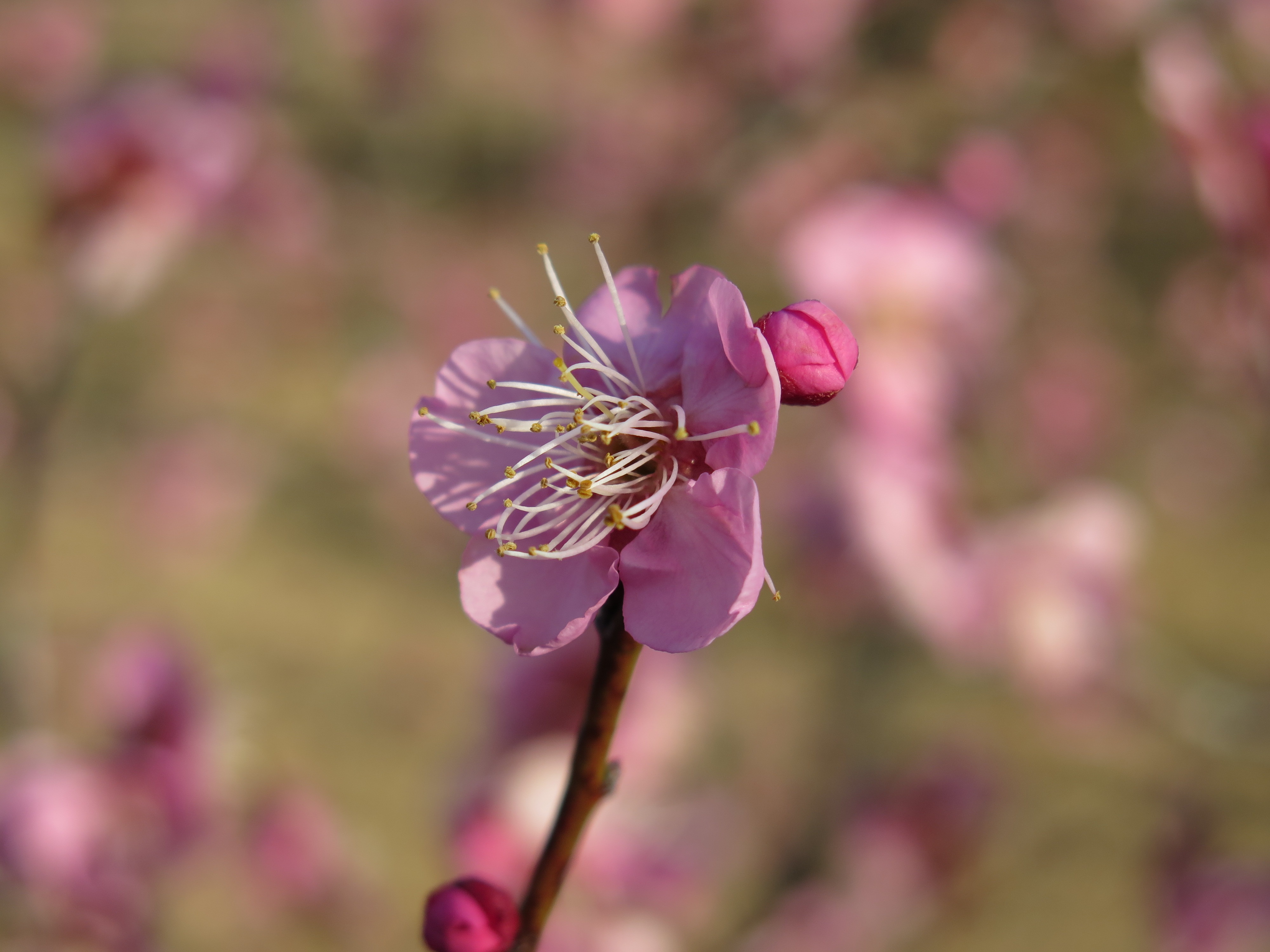 Download mobile wallpaper Nature, Flowers, Flower, Blur, Earth, Pink Flower for free.