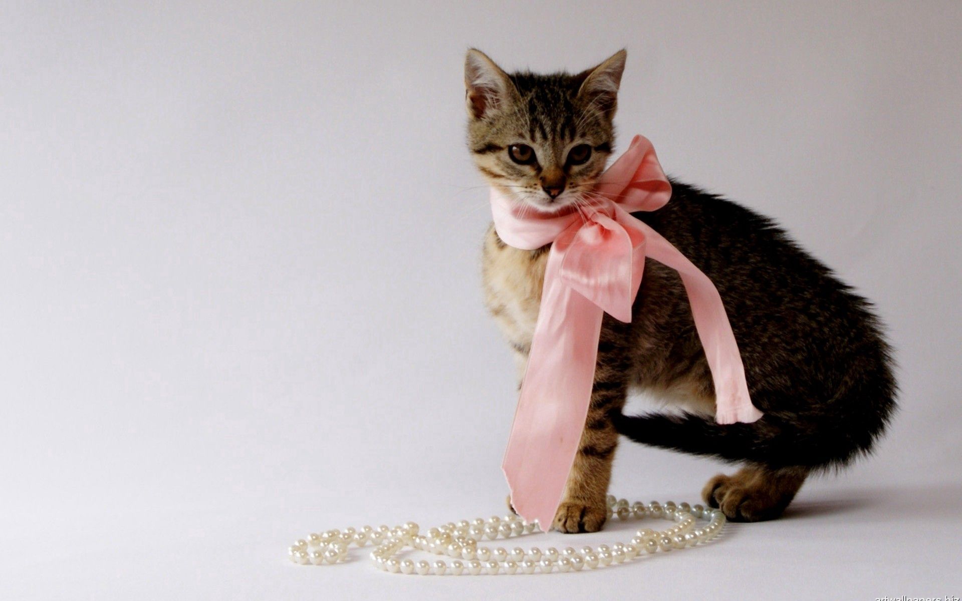 無料モバイル壁紙動物, キティ, ビーズ, 綺麗な, 美しい, 弓, 装飾, 子猫をダウンロードします。