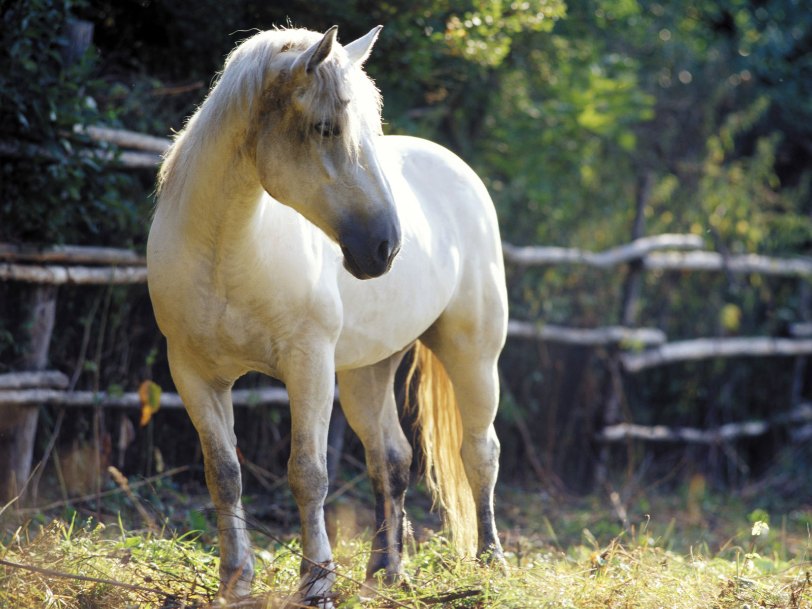 無料モバイル壁紙動物, 馬をダウンロードします。