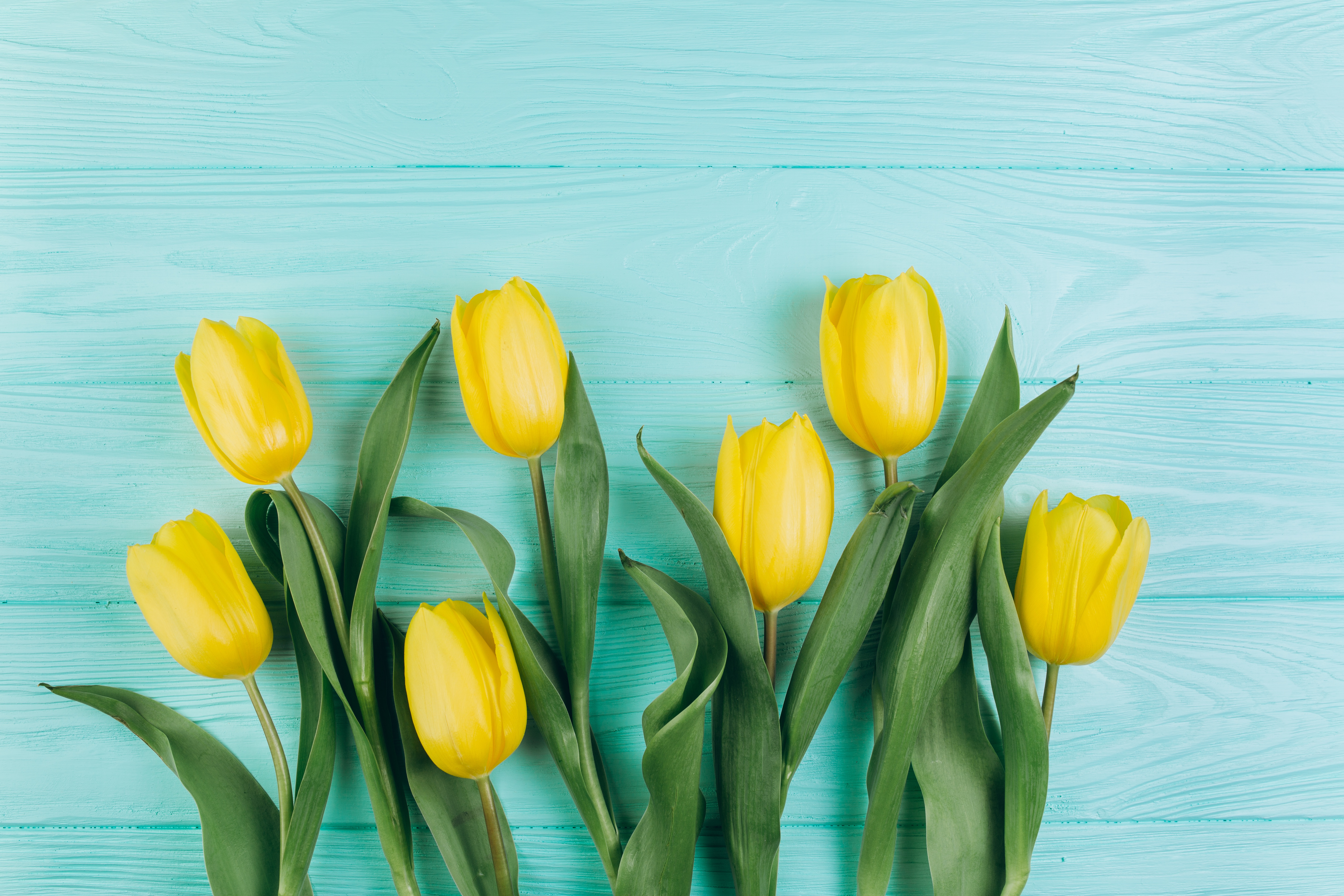 Free download wallpaper Flowers, Wood, Earth, Spring, Tulip, Yellow Flower on your PC desktop