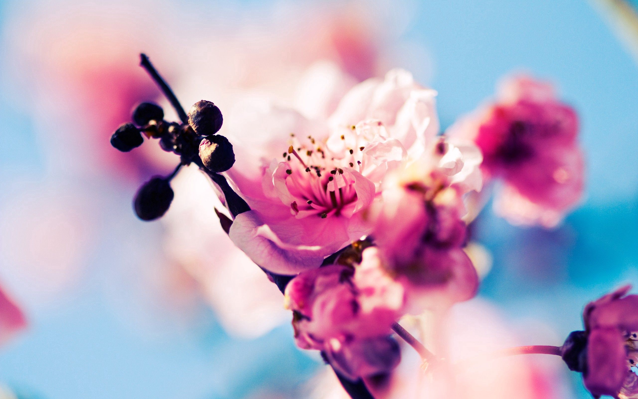 Download mobile wallpaper Glare, Bloom, Flowers, Macro, Flowering, Sky, Spring for free.
