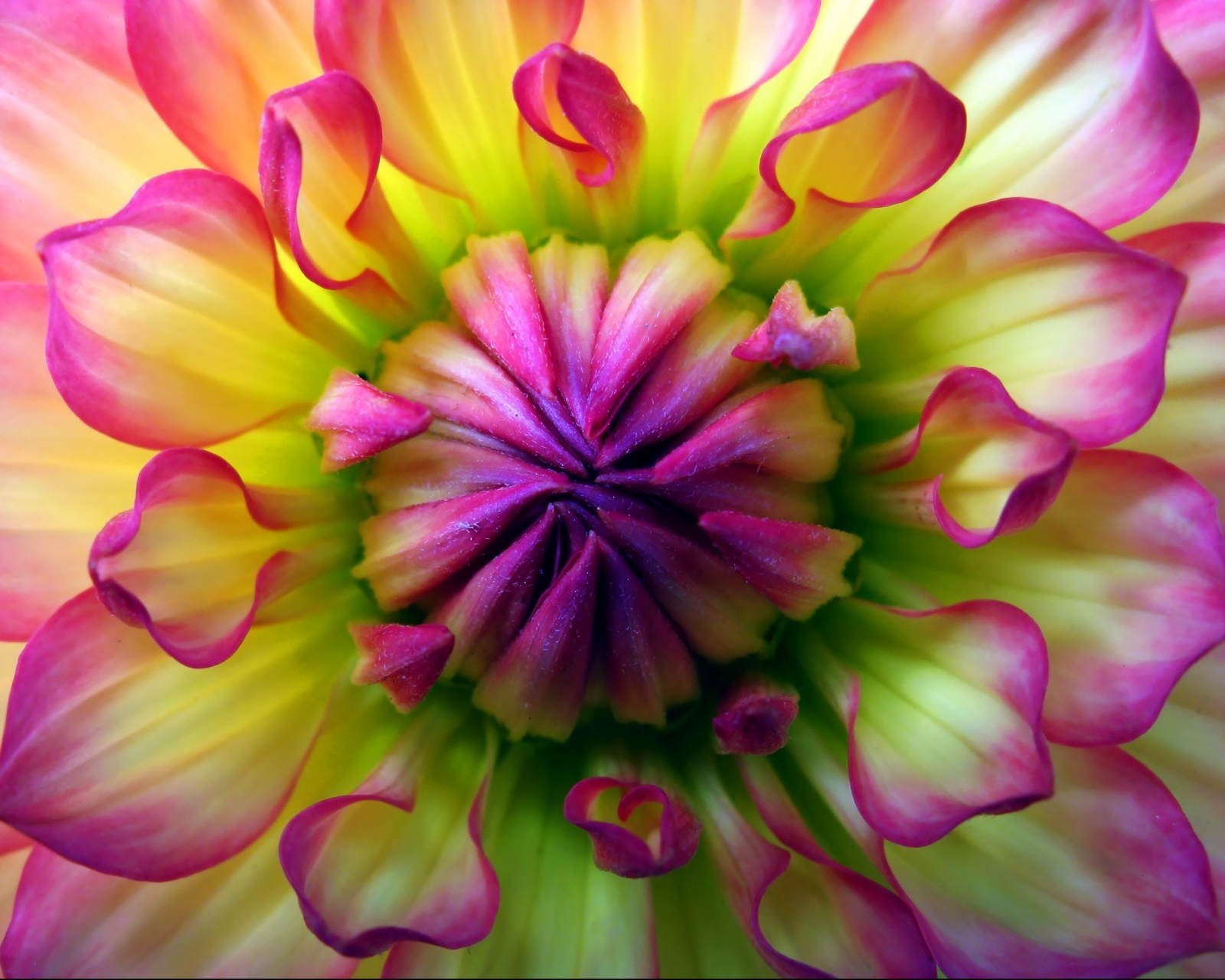 Descarga gratis la imagen Flores, Flor, De Cerca, Dalia, Tierra/naturaleza en el escritorio de tu PC