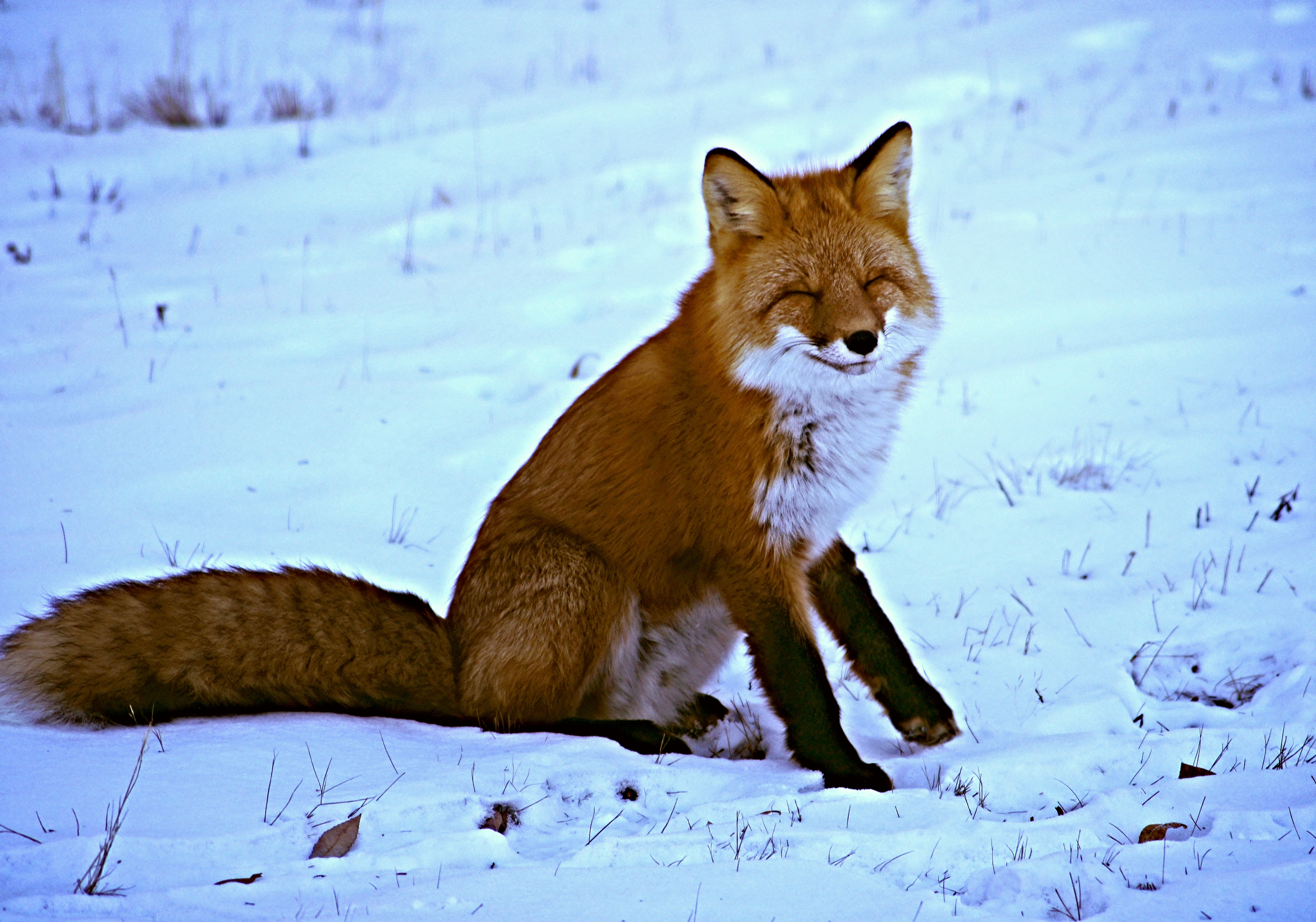 Laden Sie das Tiere, Winter, Schnee, Lächeln, Fuchs-Bild kostenlos auf Ihren PC-Desktop herunter