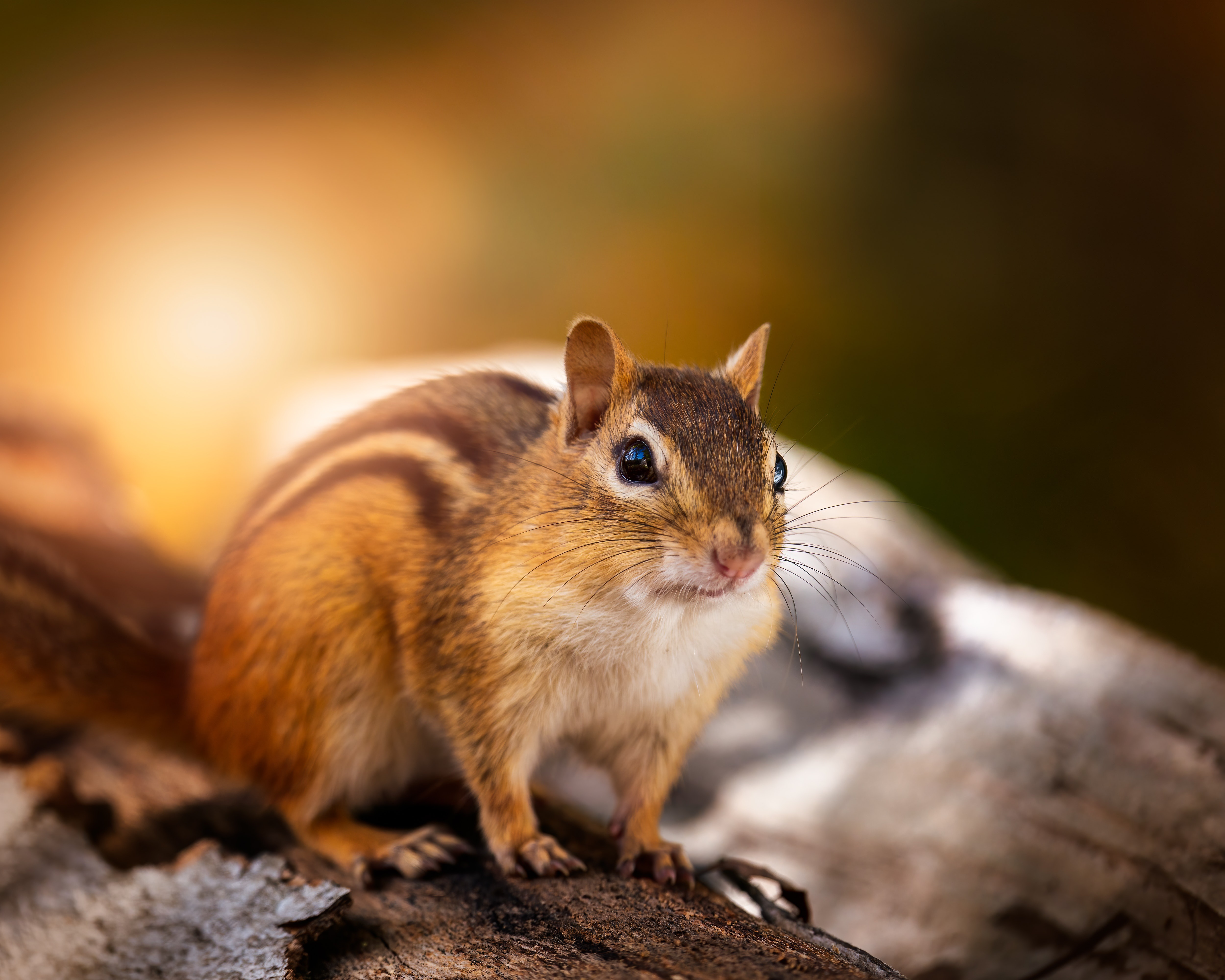 Baixar papel de parede para celular de Animais, Esquilo, Roedor gratuito.