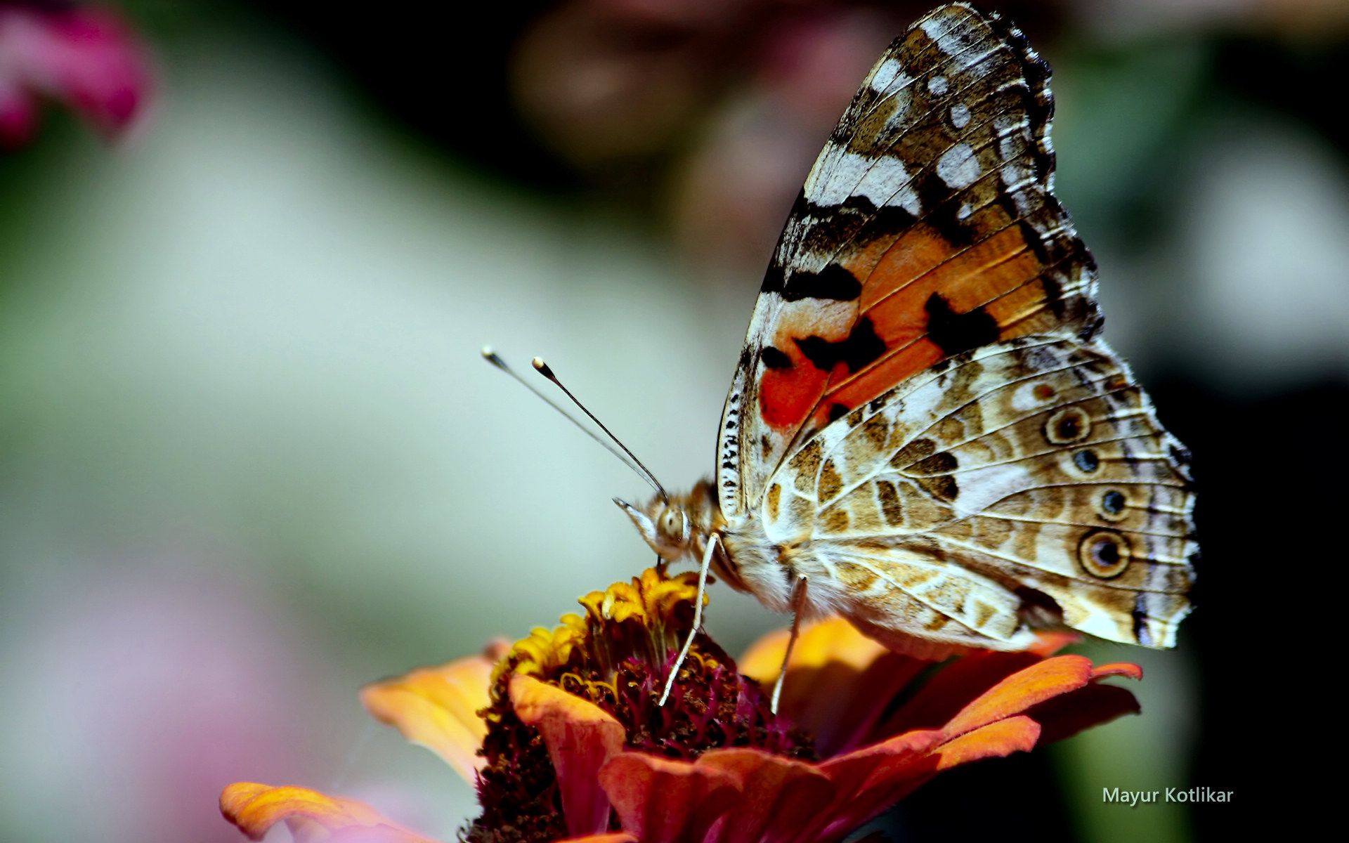 Free download wallpaper Butterfly, Animal on your PC desktop